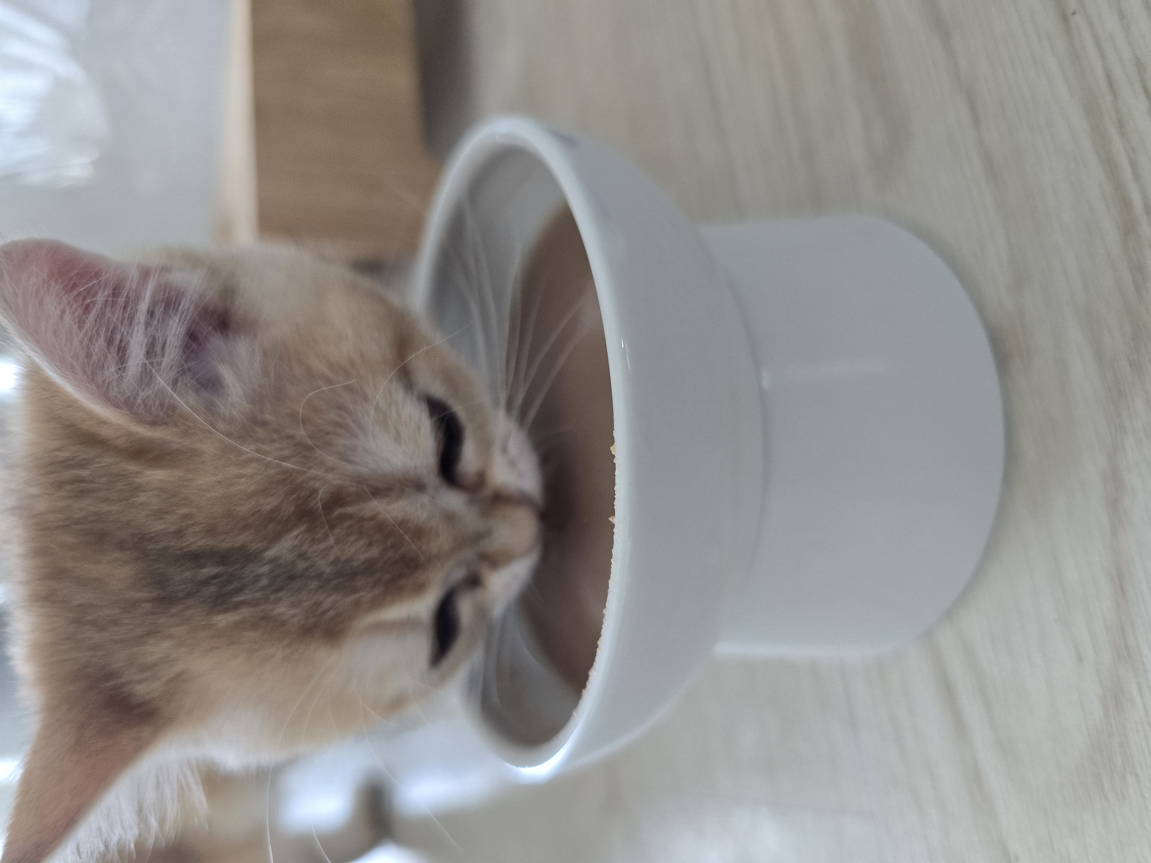 나나&무무(가필드&미가) 가족된지 7일째