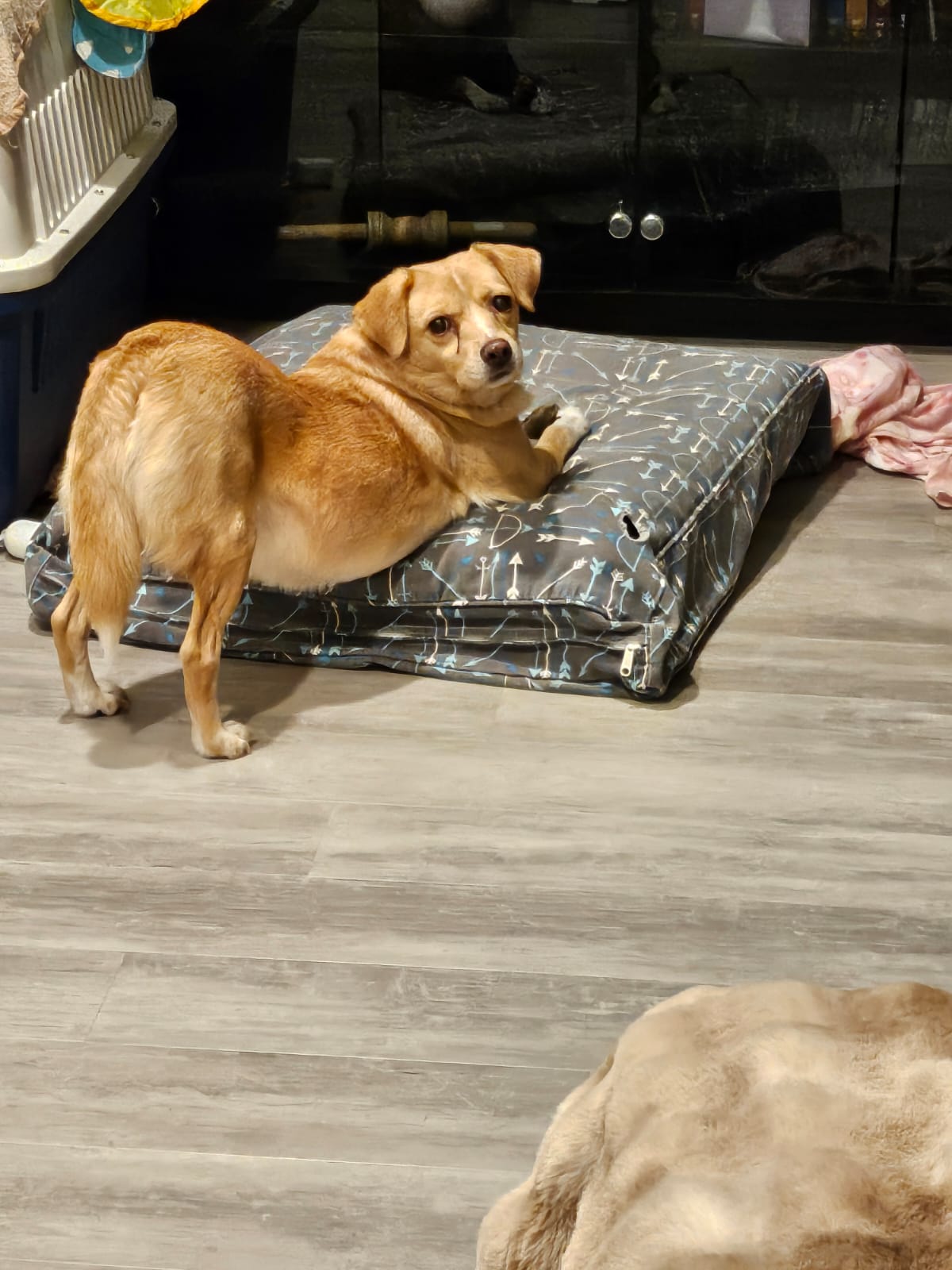 [해외입양] 캐나다 밴쿠버에서 전해온 '일콩이' 소식💌