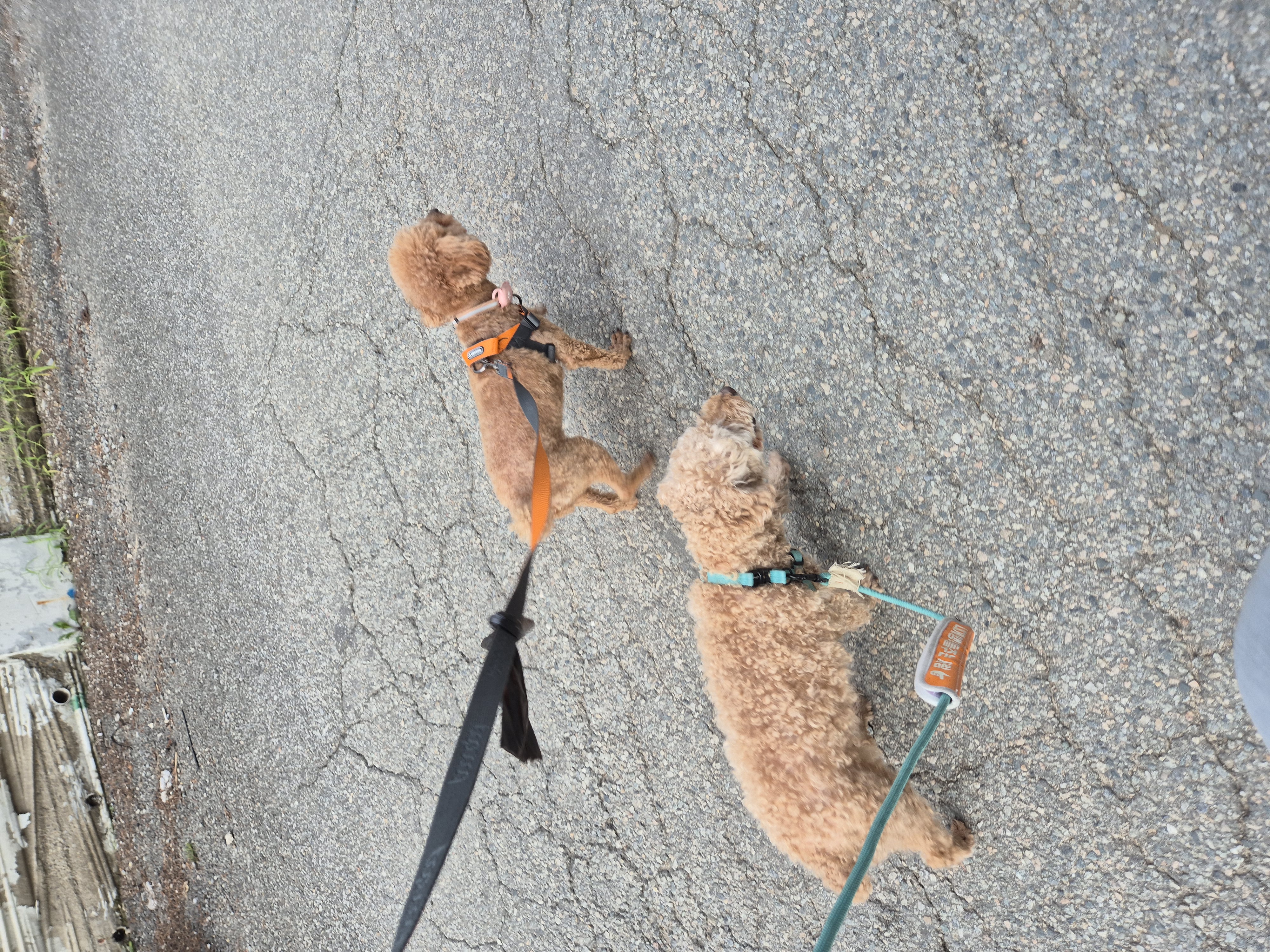 해랑이와 일주일