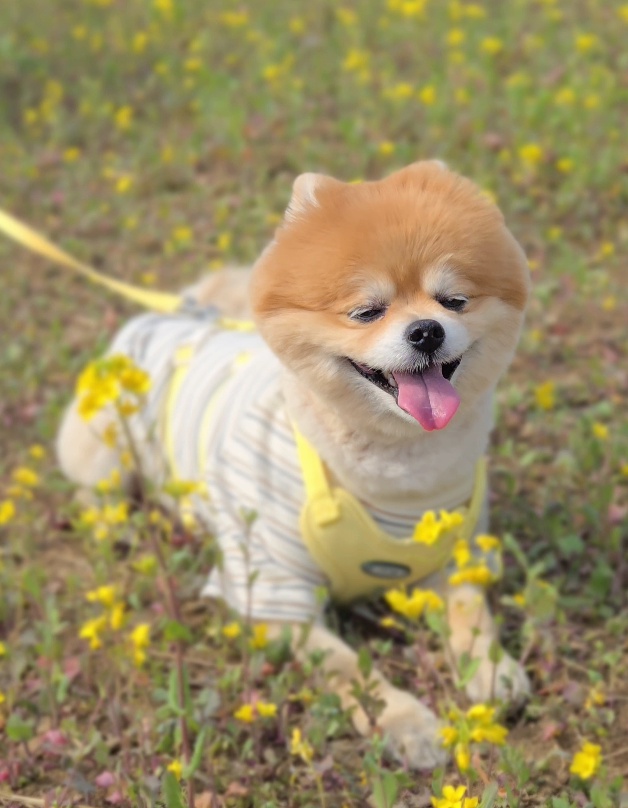 뽀심이(동식이) 입양 후 2년 후기입니다!!