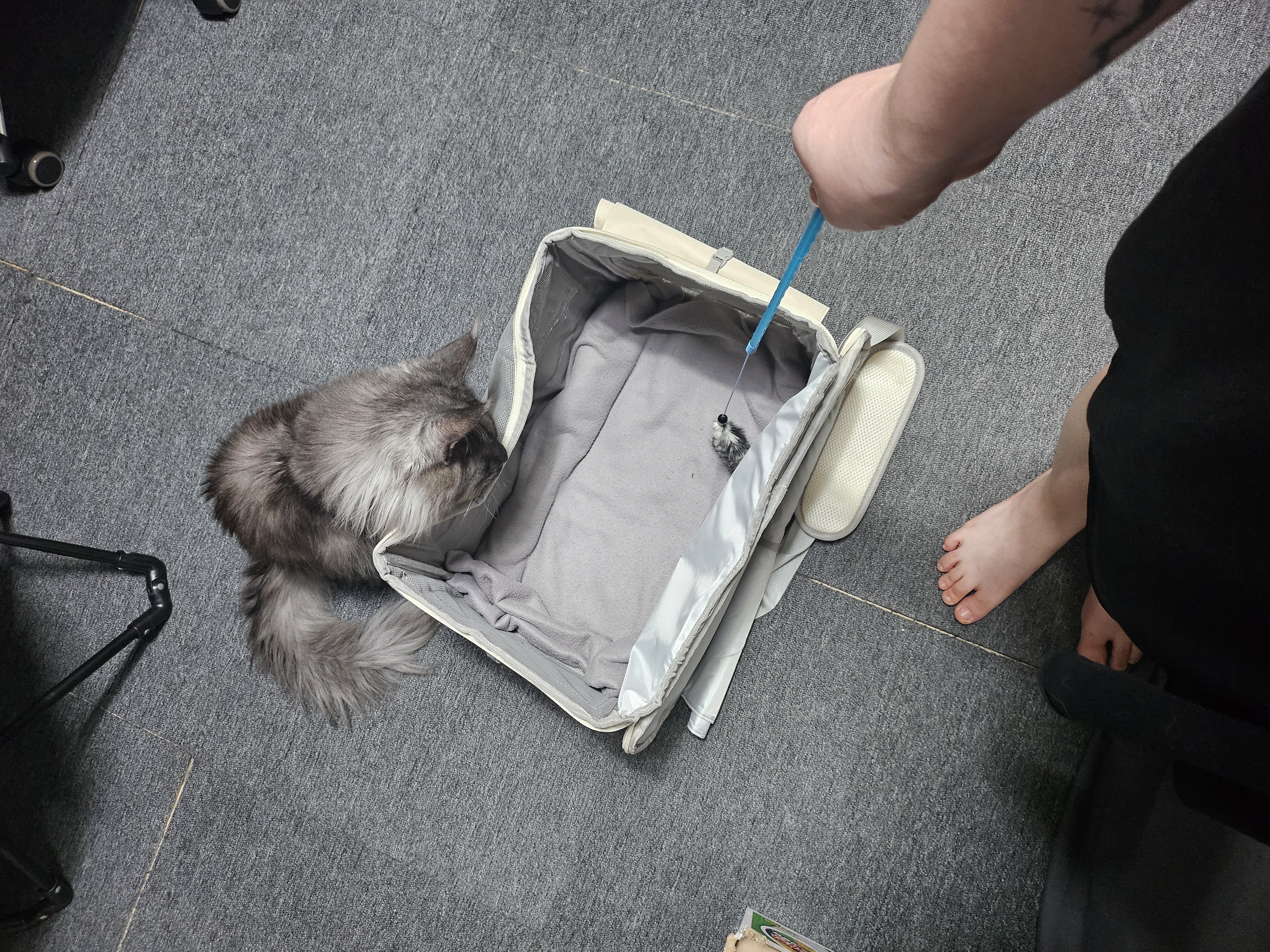 꾼이 입양 한달차