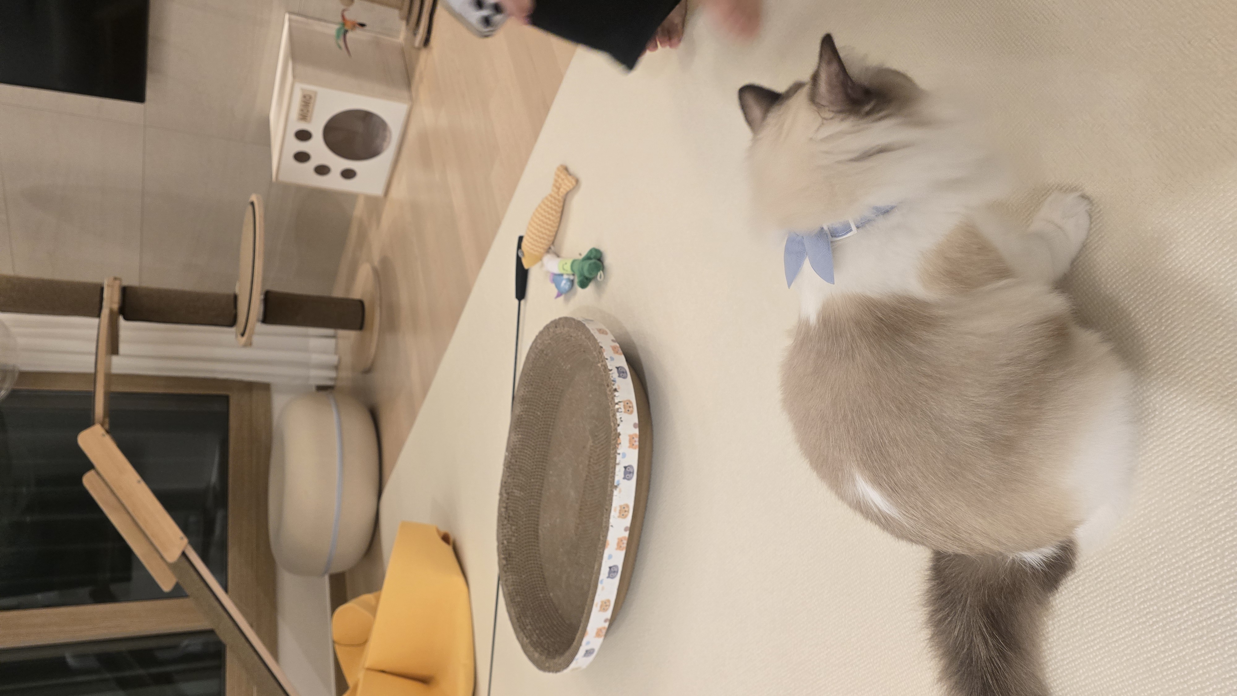 조금 늦은 모모(마찌) 입양 한달차 후기에요