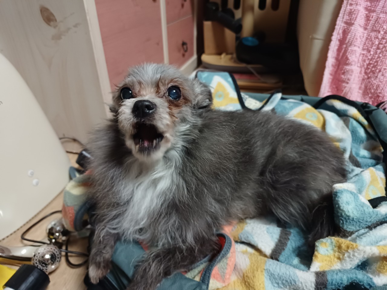 소피 잘지내고 있어요~