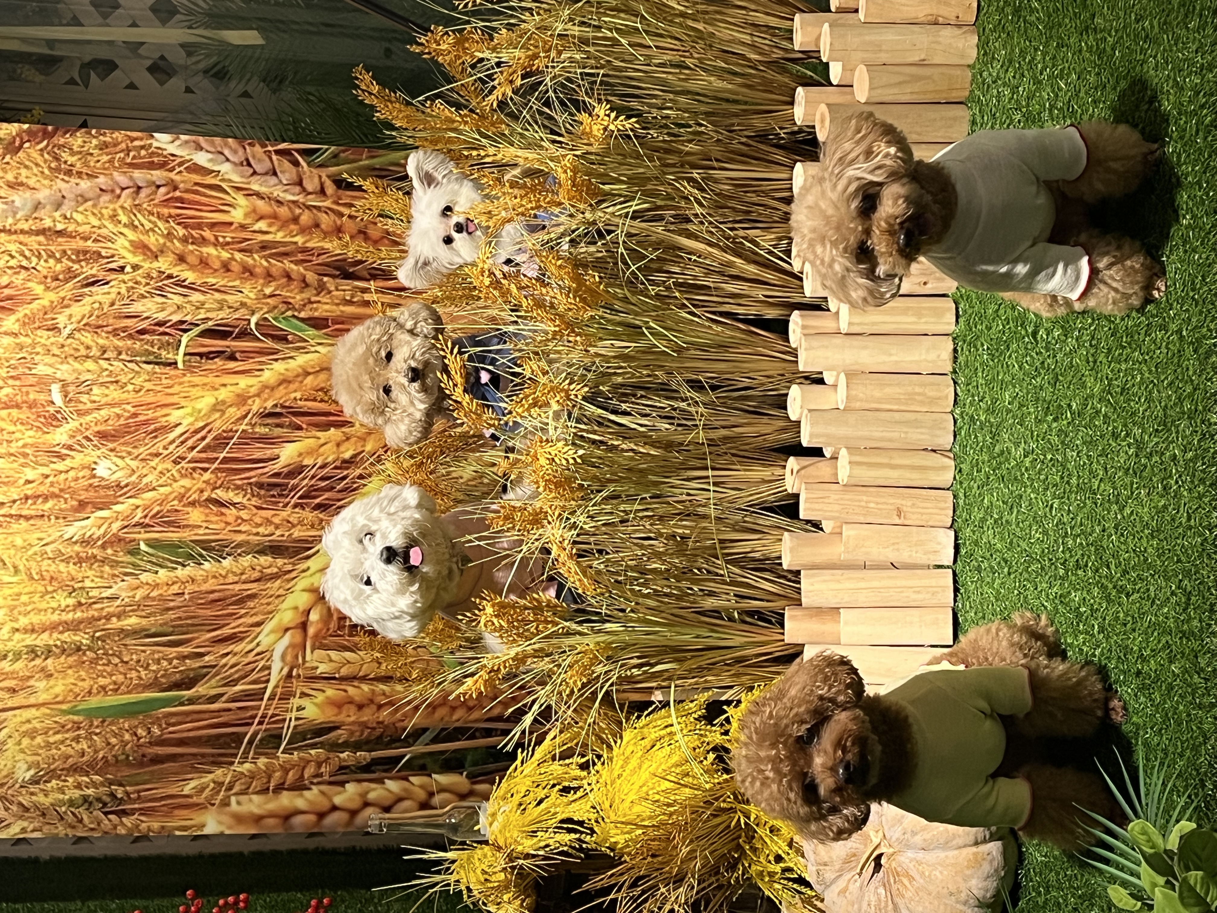 아산 가희->나엘 입양 3주년