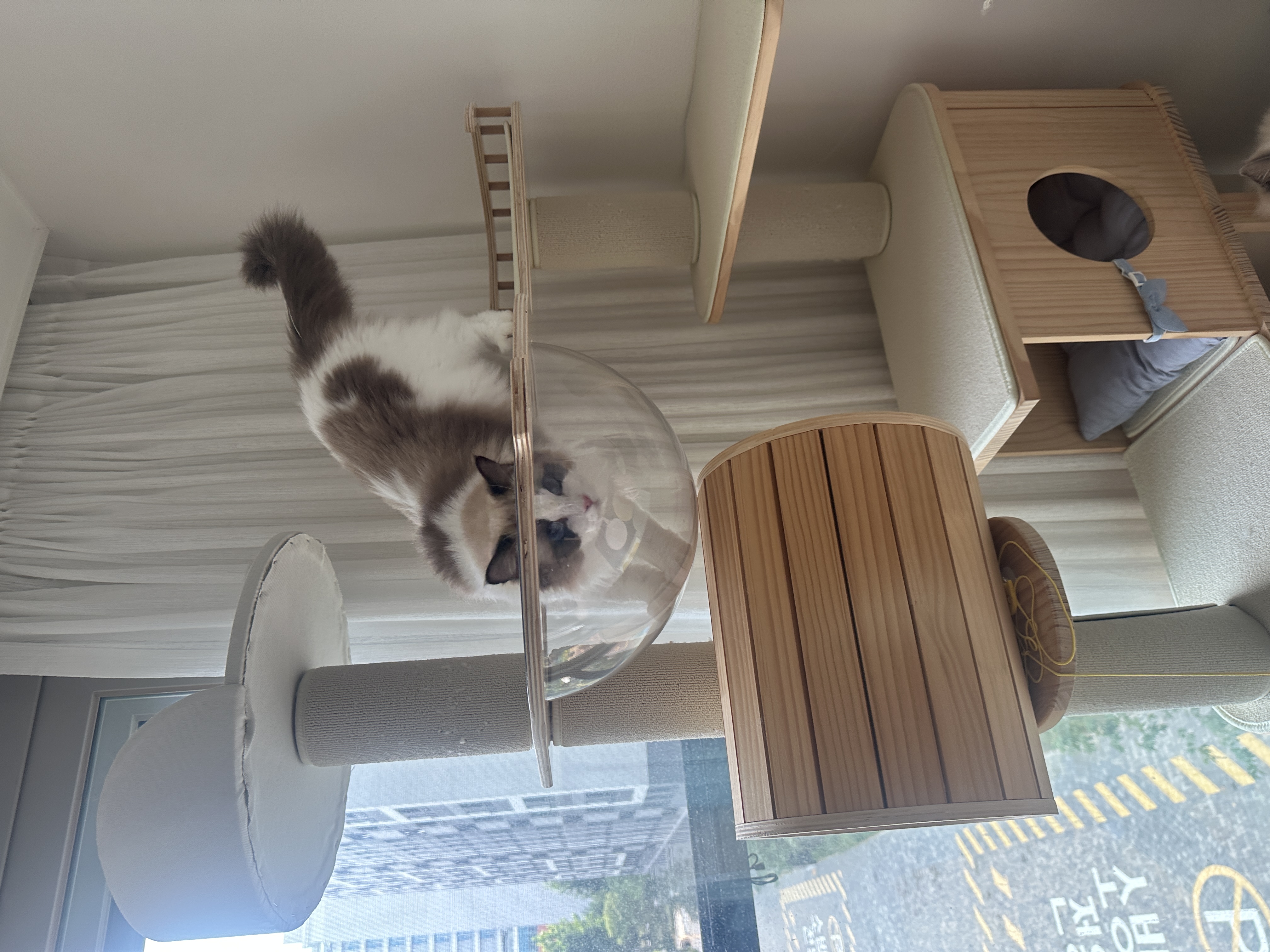 구 라푼젤 현 라라 1주일 입양기 feat. 현 샤샤 구 에리얼