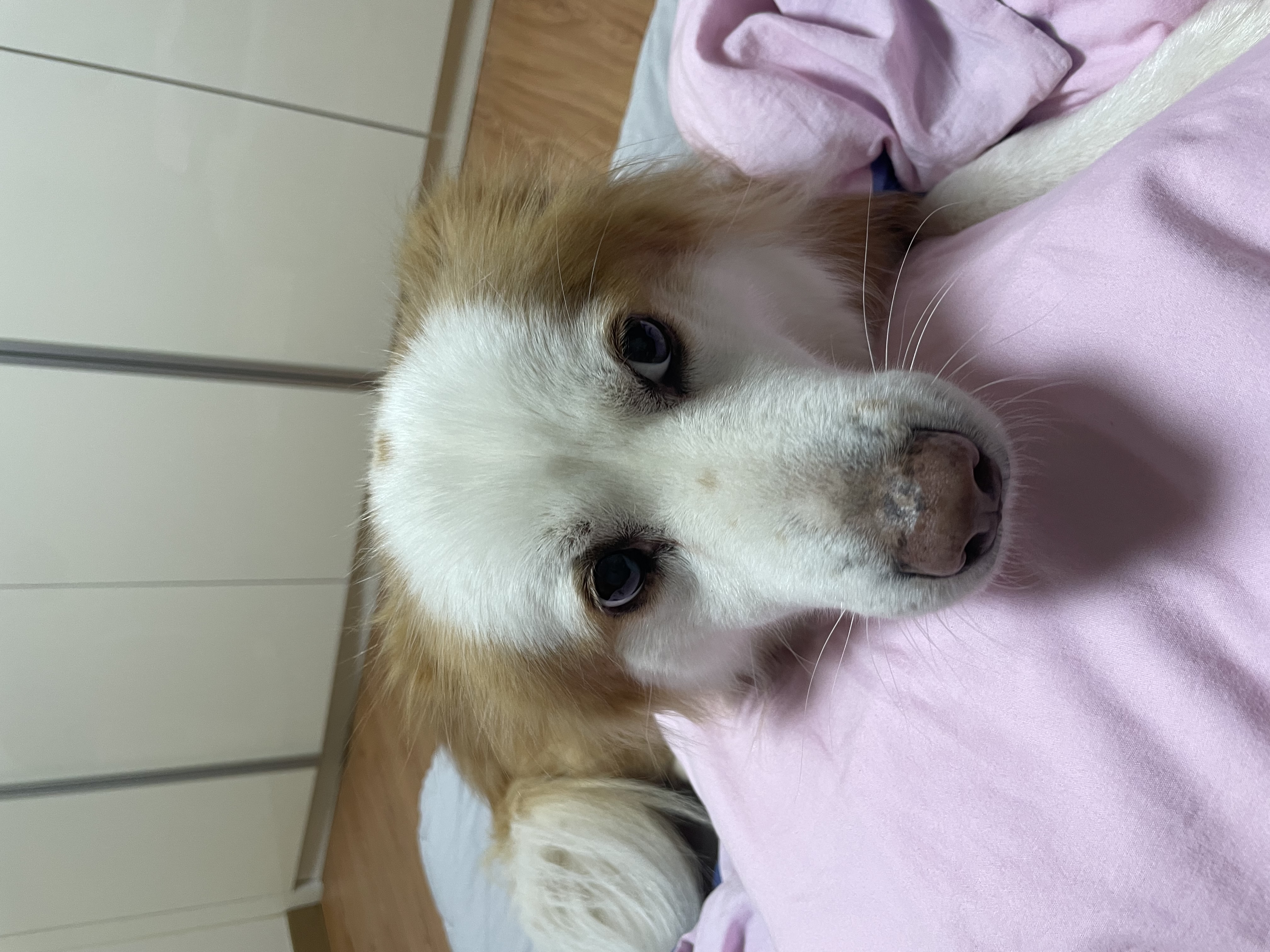 룽지의 4년째의 이야기