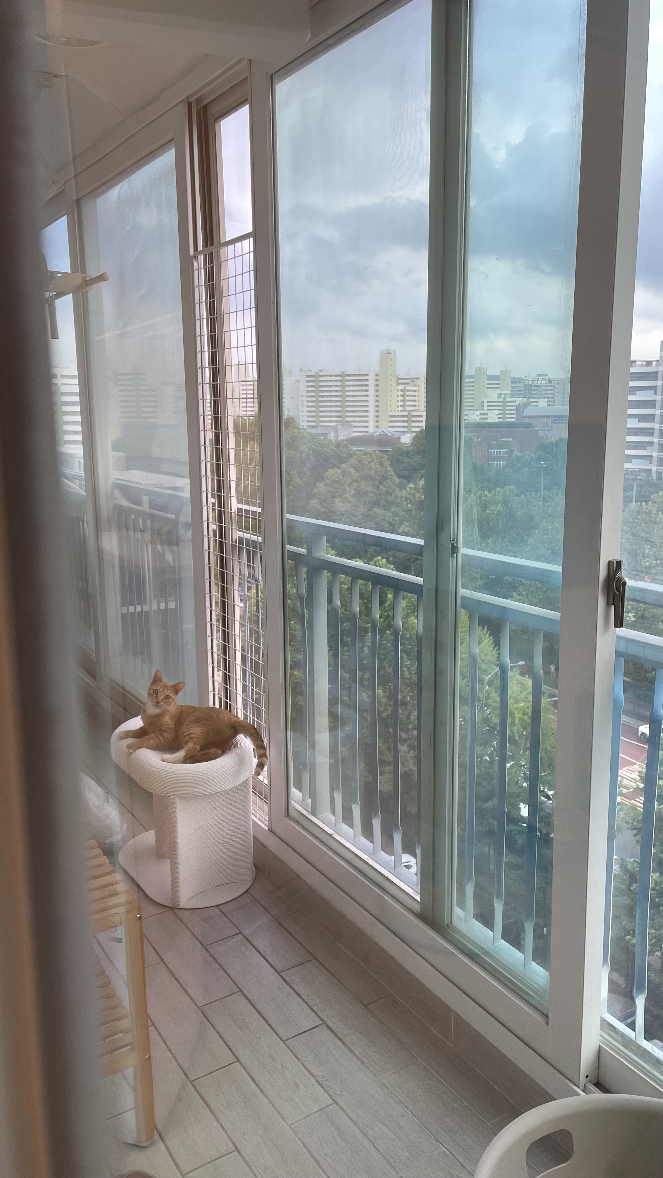 금비(다해) 일주일 후기