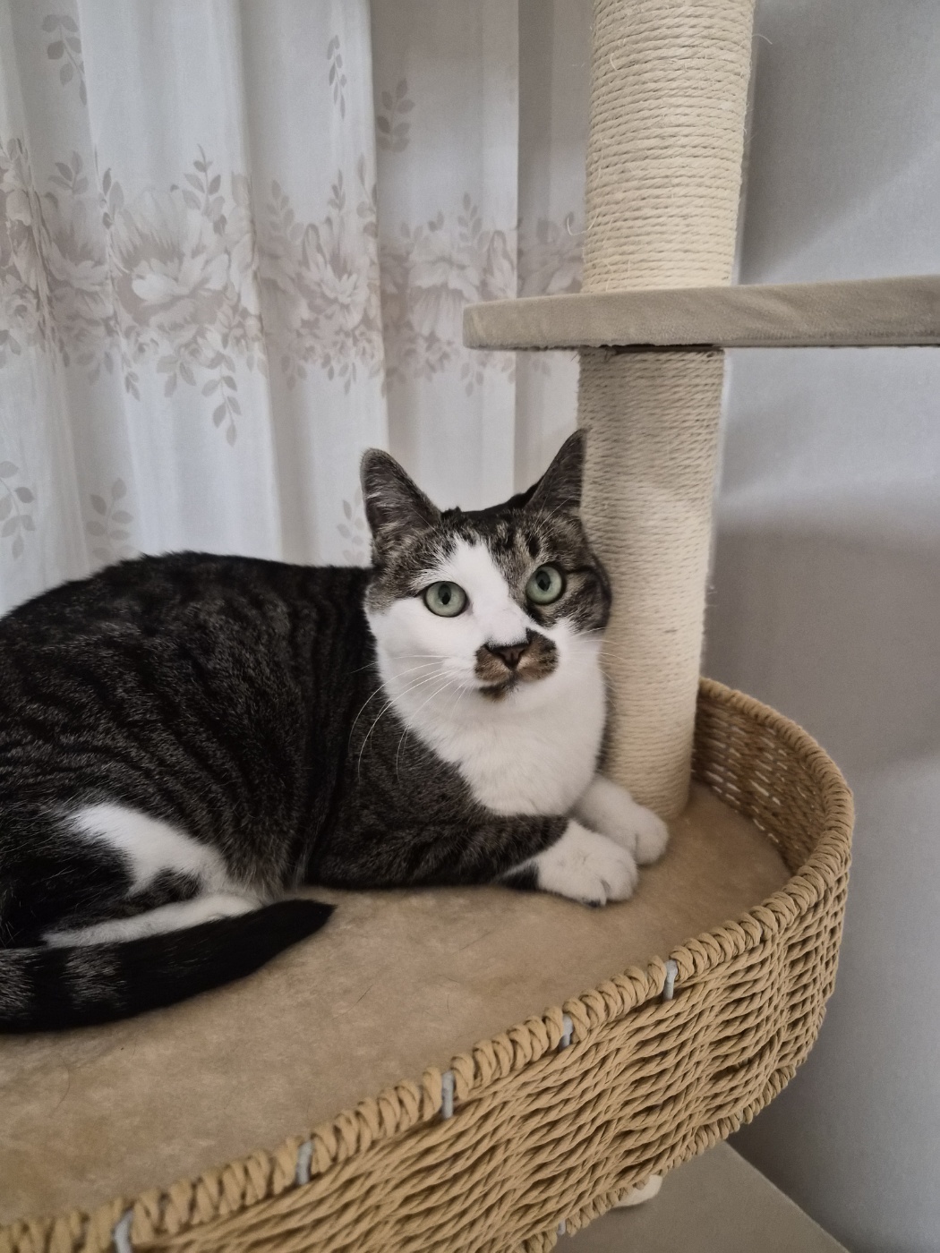 고요 입양 1주일 후기