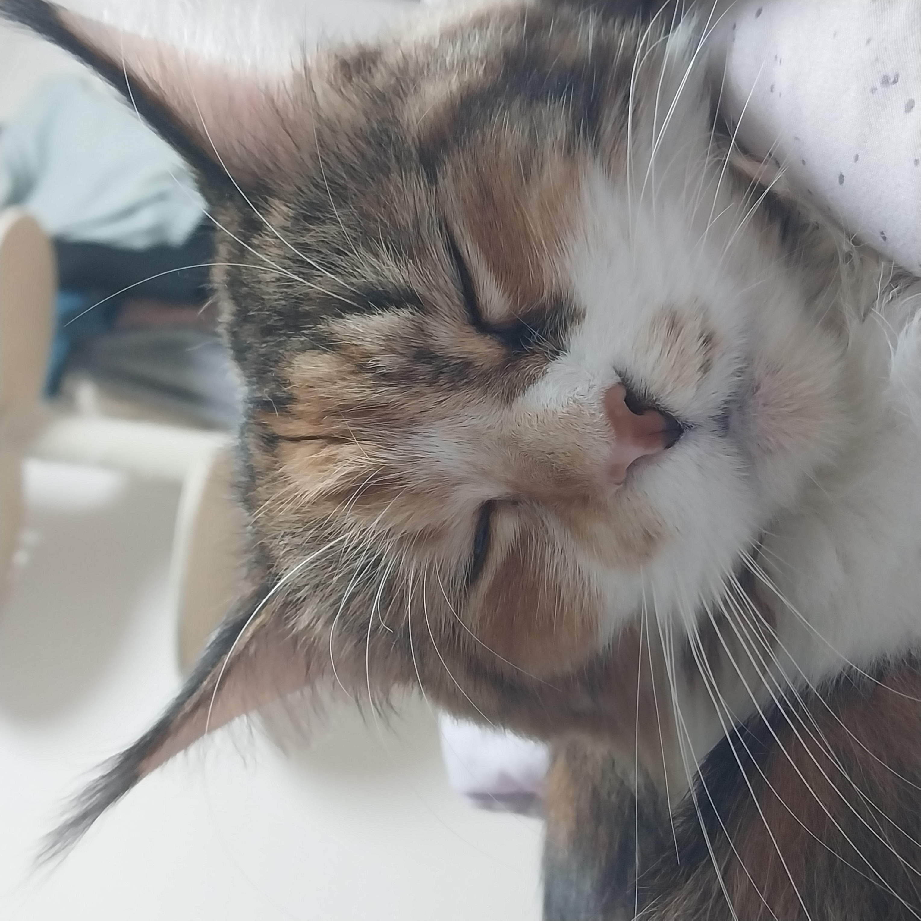 웨이 2년차 입양 후기