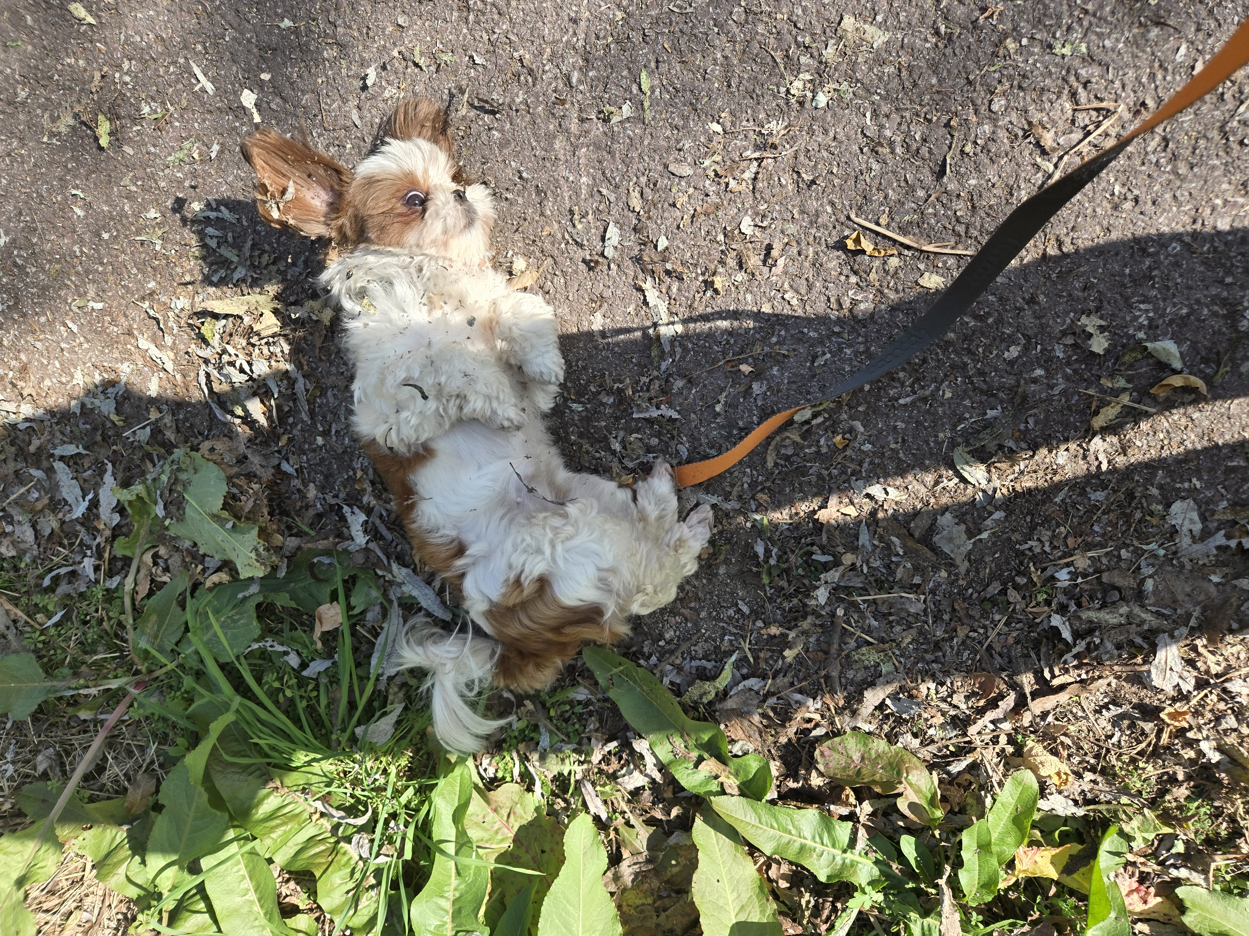 토리와 함께한 한달후기