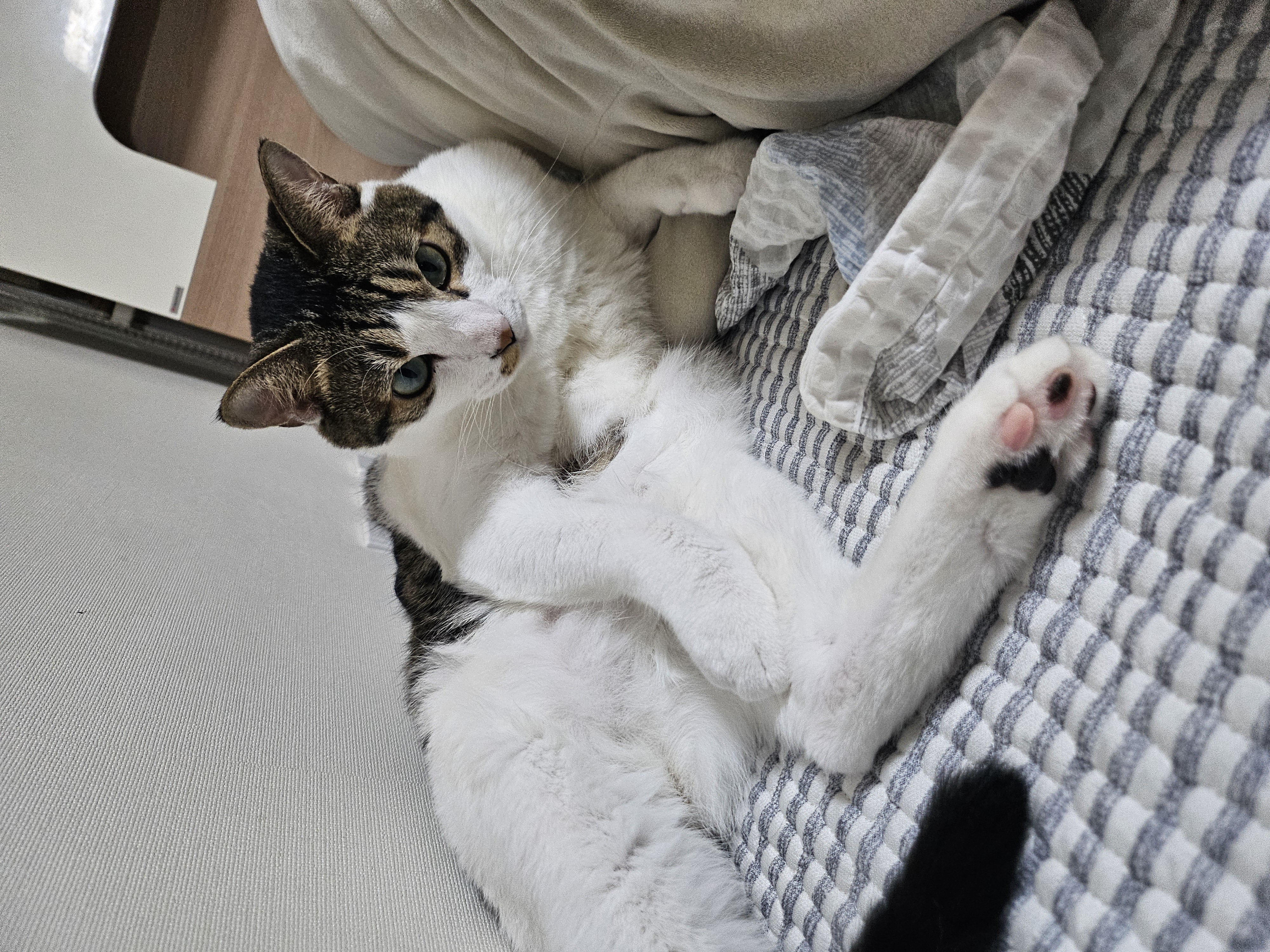 탄이와 또 새로운 2026년으로 (구.해성)