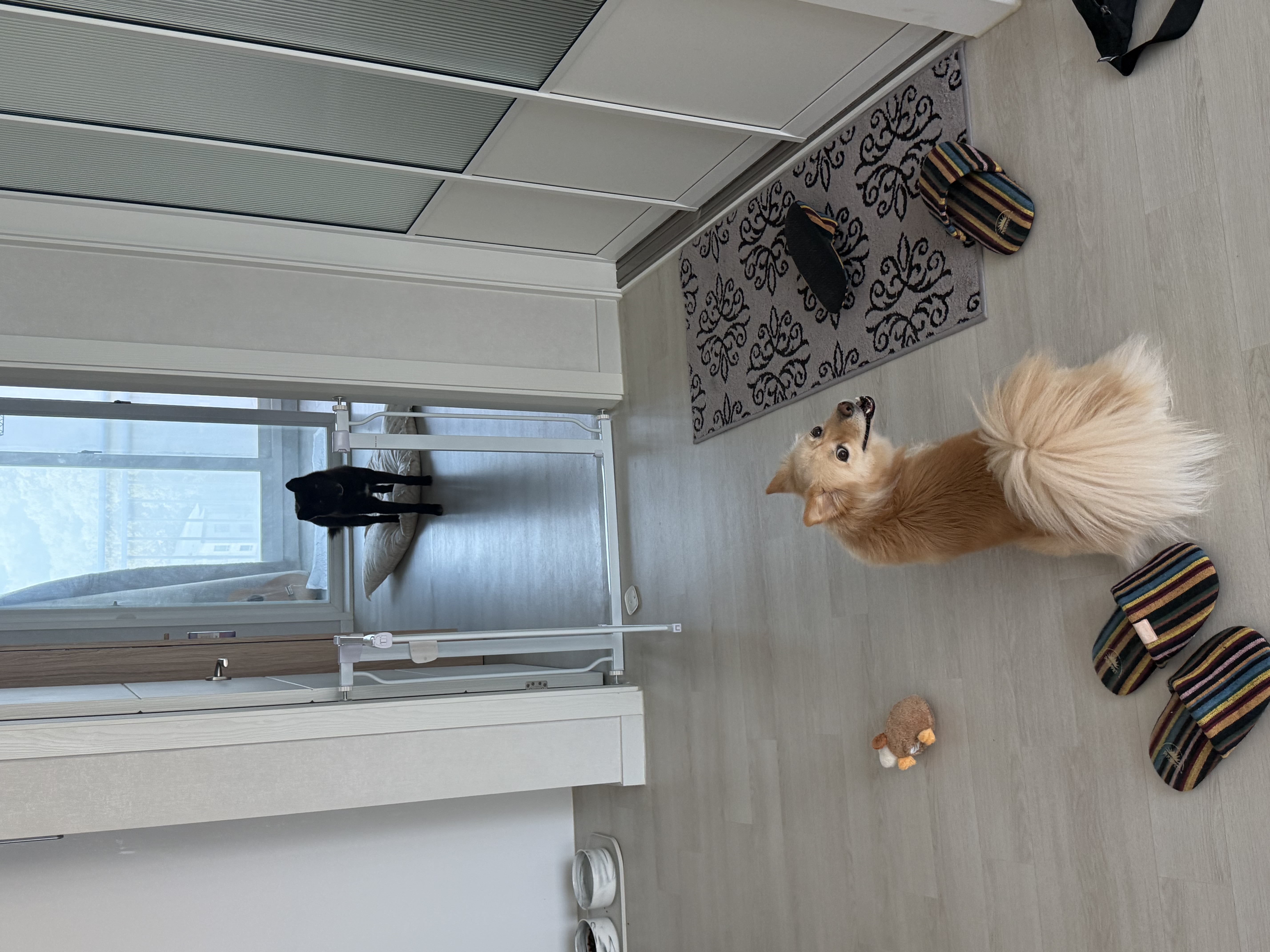 반달이의 즐거운 집생활