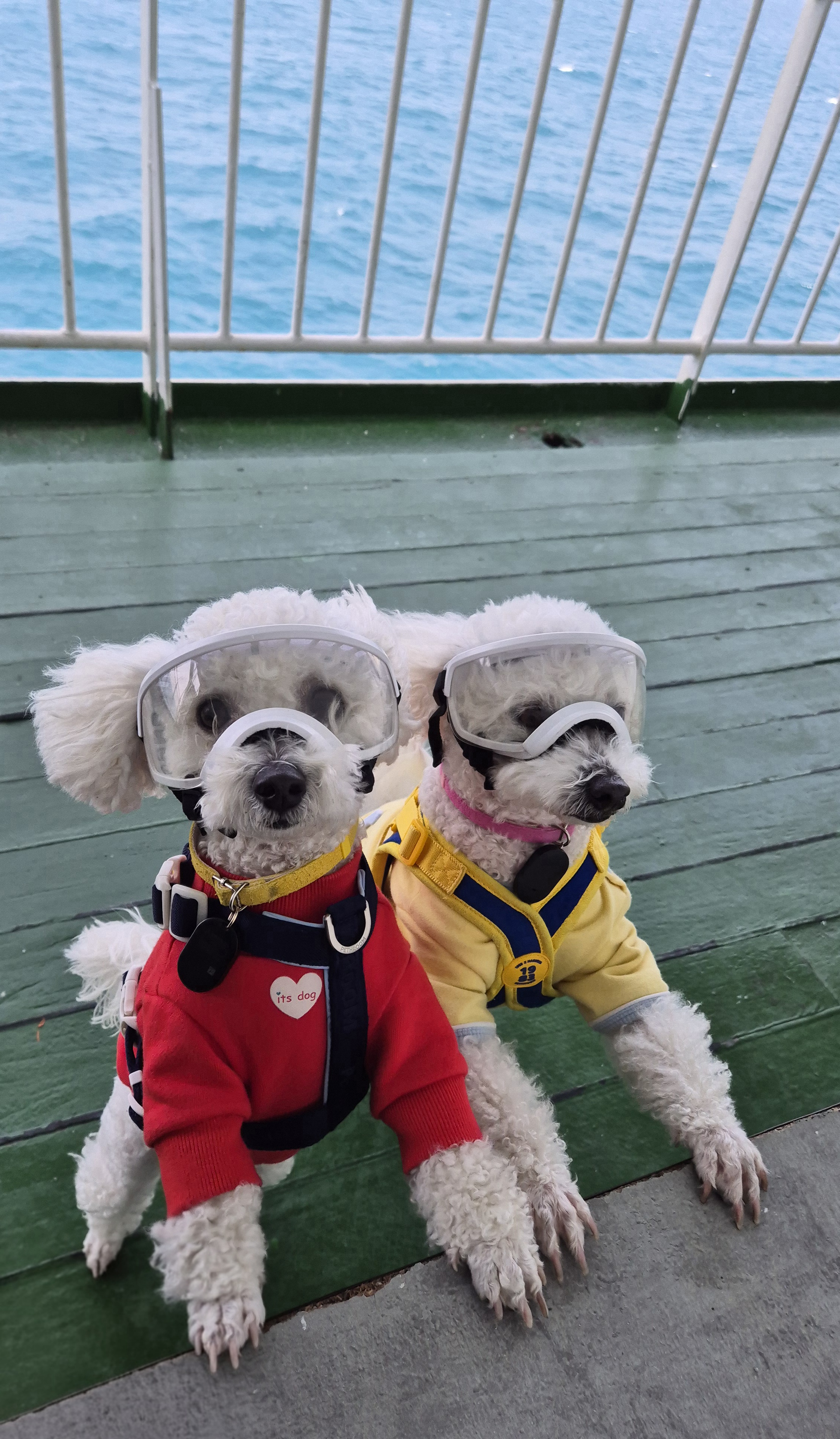 다온(푸양이) & 누림(양이) 잘 놀고 있습니다