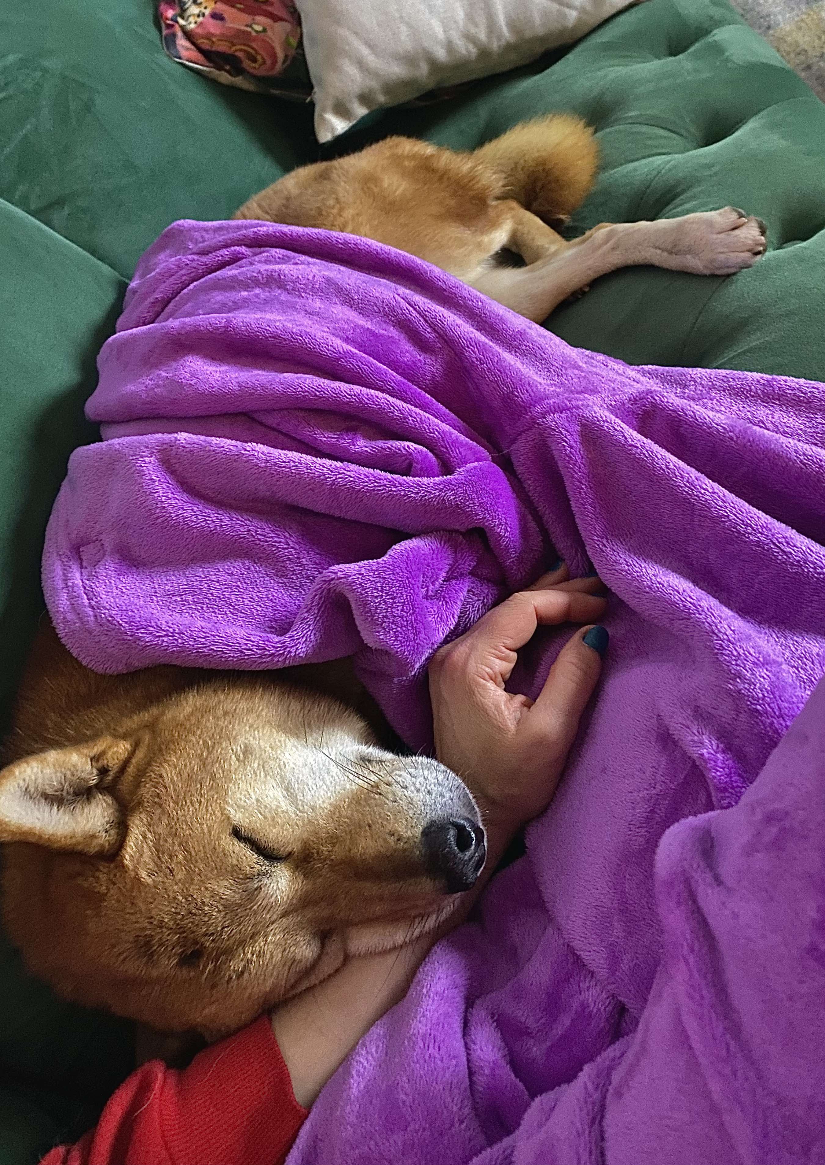 [해외입양] 캐나다 몬트리올에서 전해온 '삼금이' 소식💌