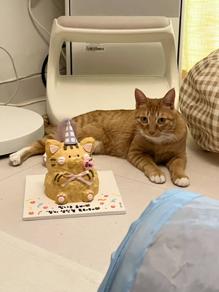 금비(다해) 입양 3개월 넘은 후기