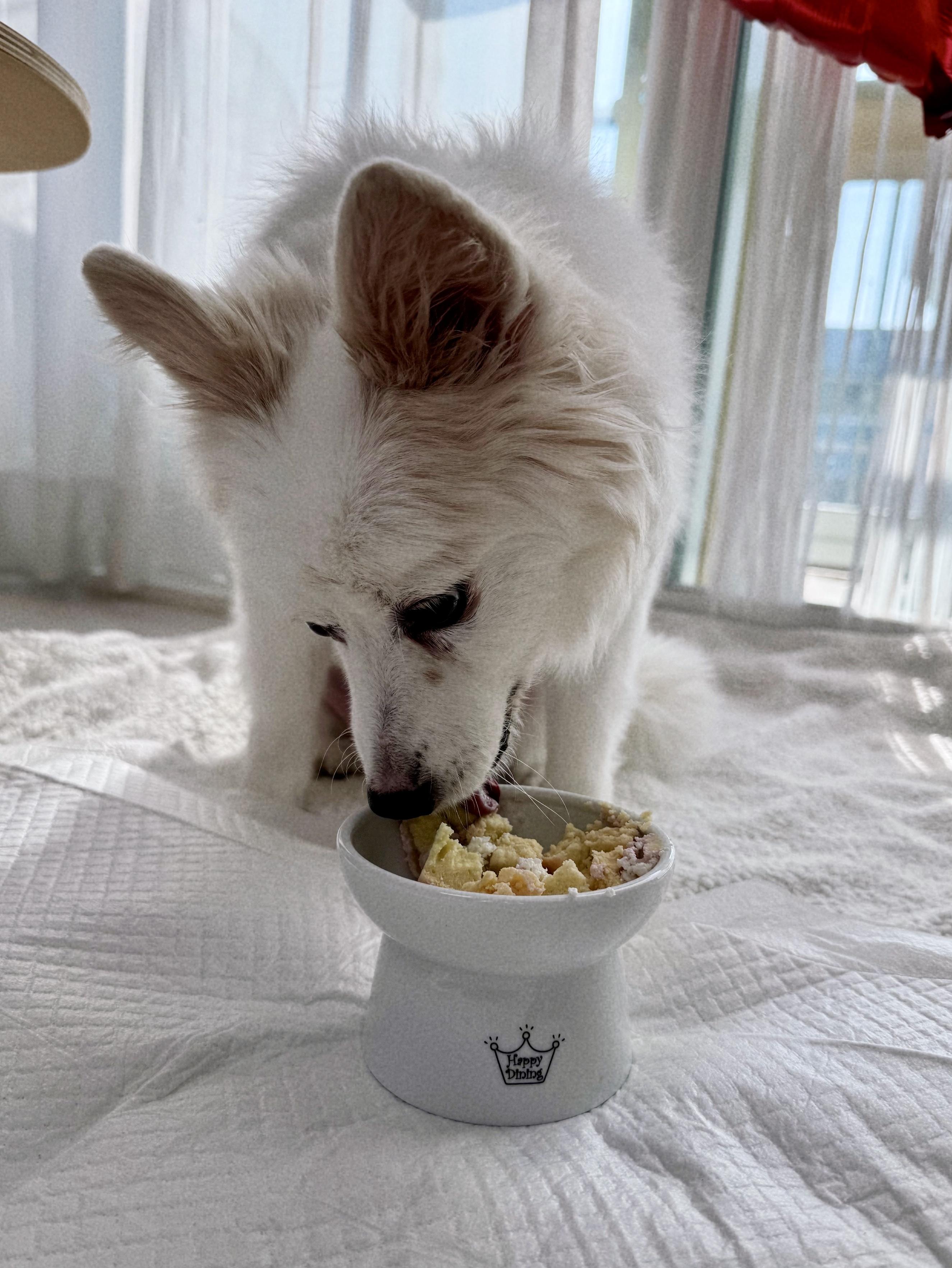 앵두와 함께하는 크리스마스🎄🍒