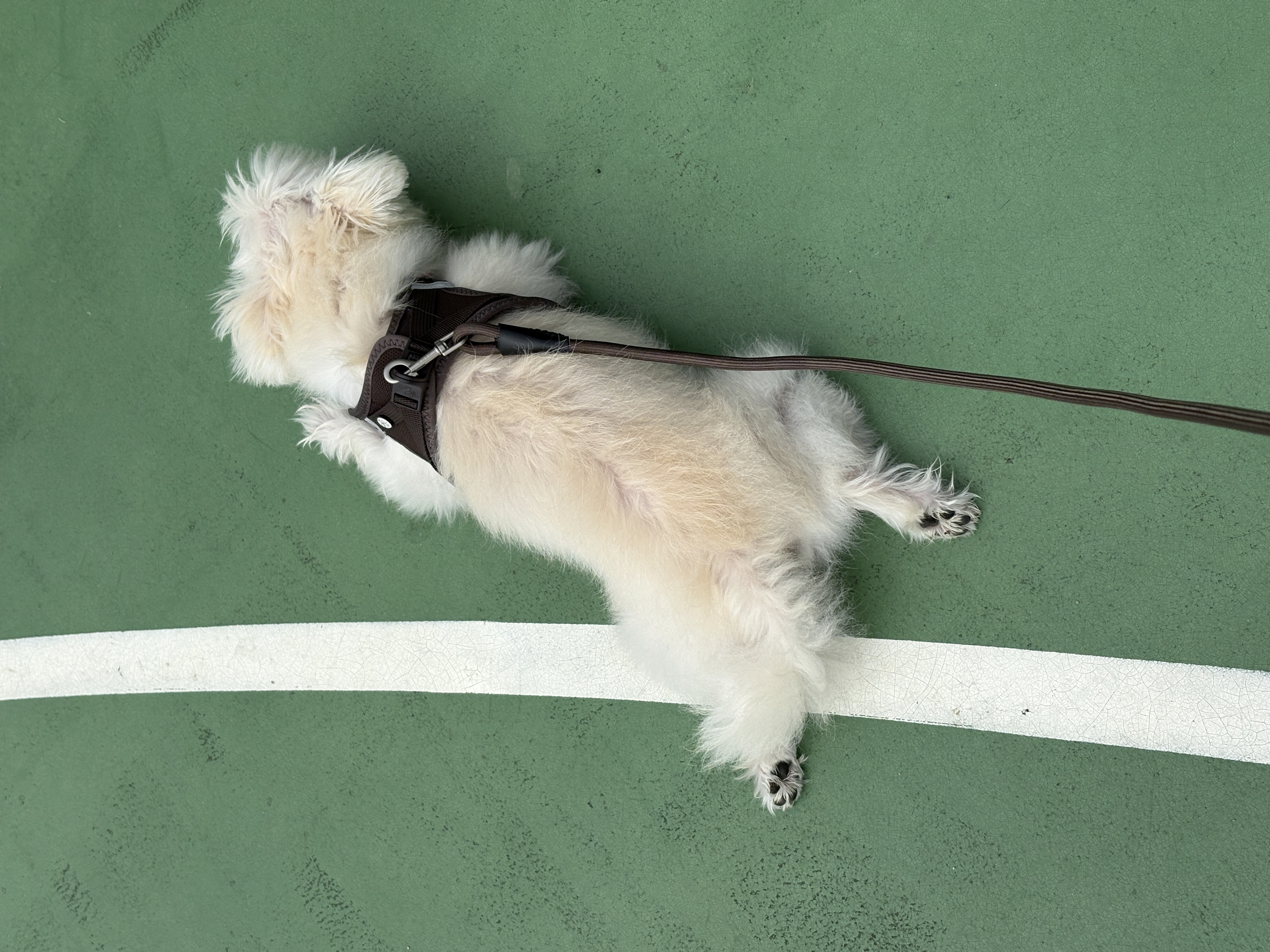 두리(소일이) 입양 3년차 이야기