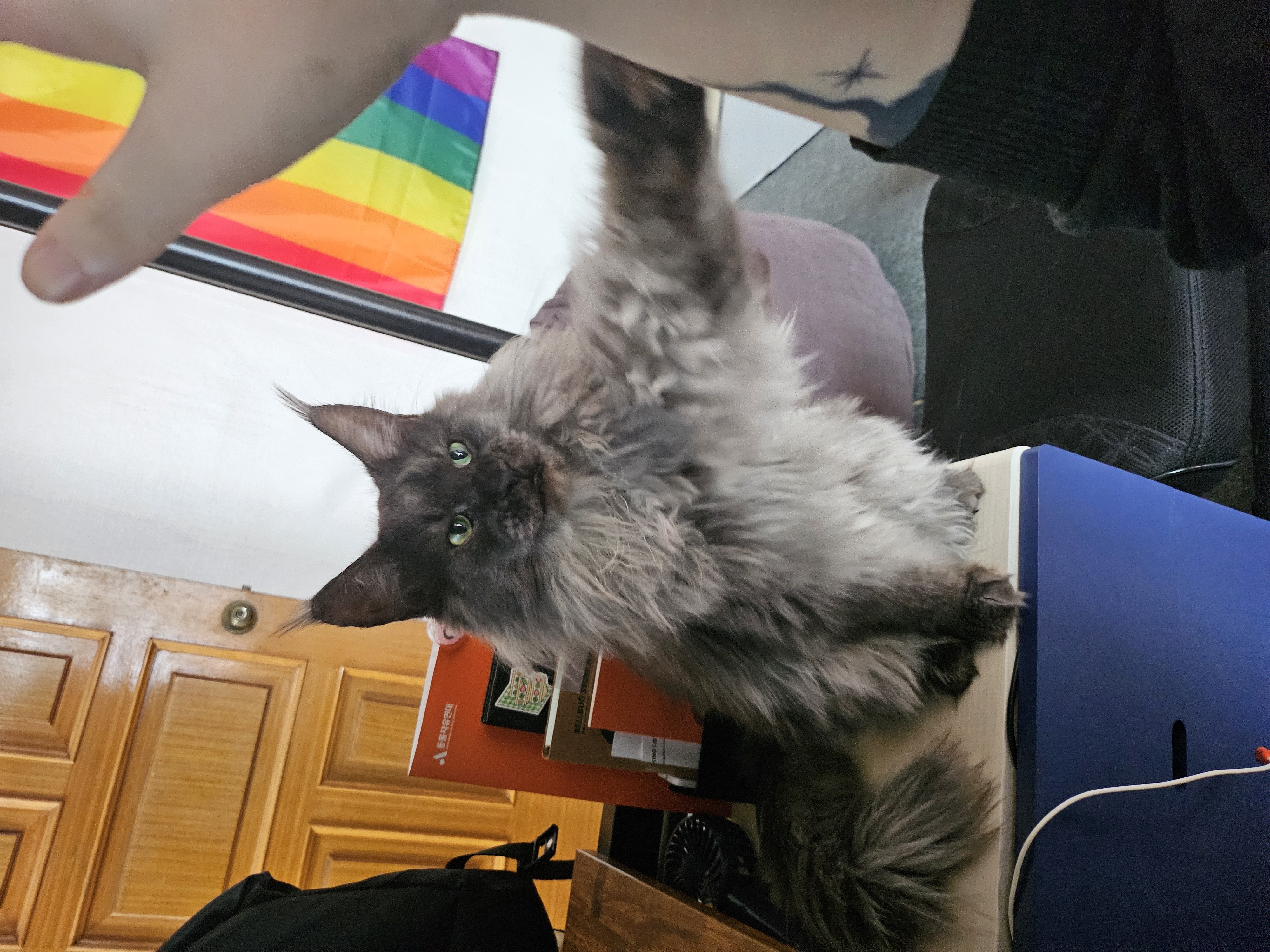 꾼 입양 3개월차!!