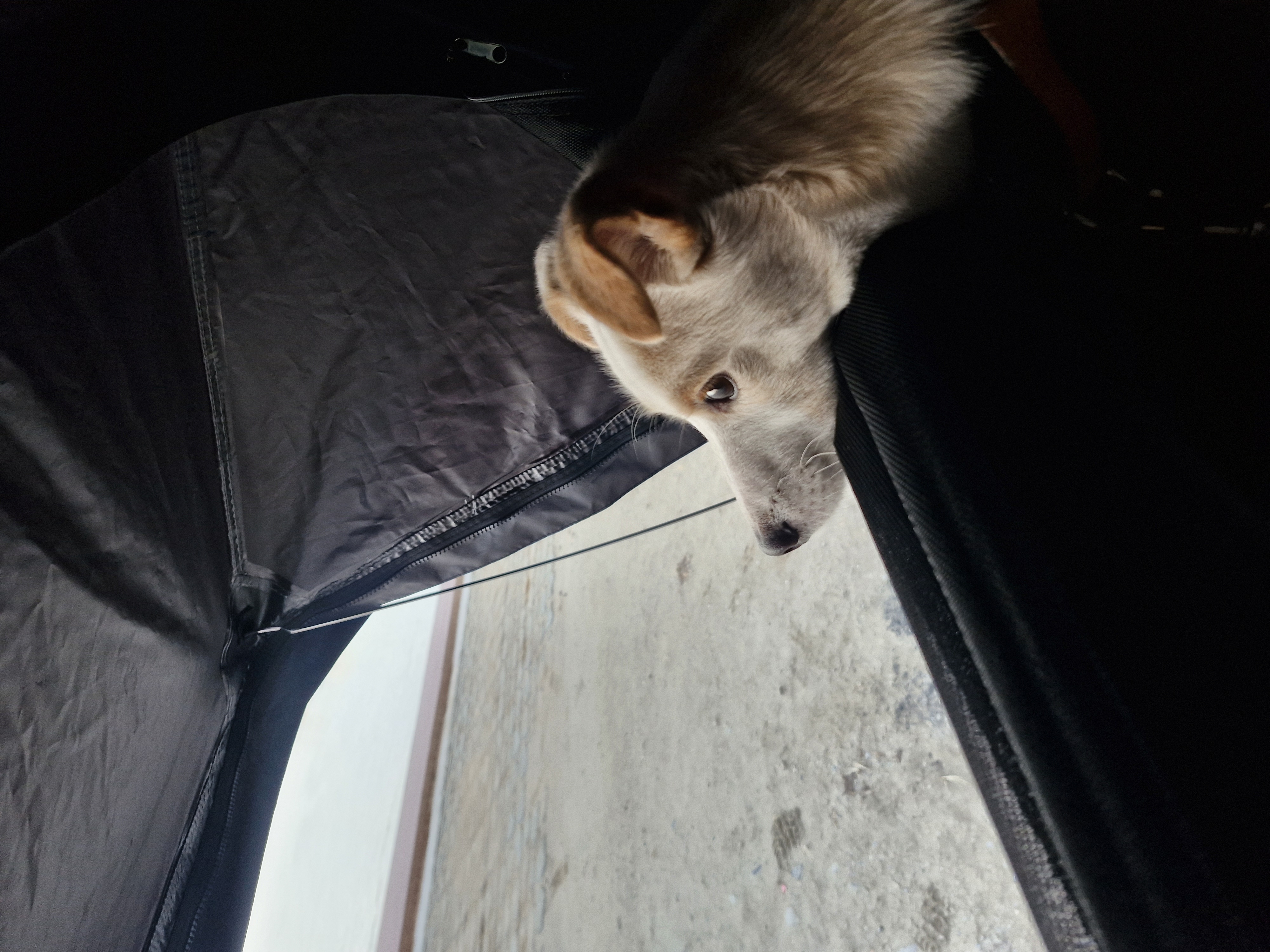 구구(구 건빛) 입양 2년차 후기입니다🧡