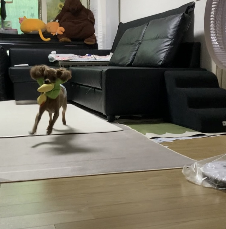 보사의 하루