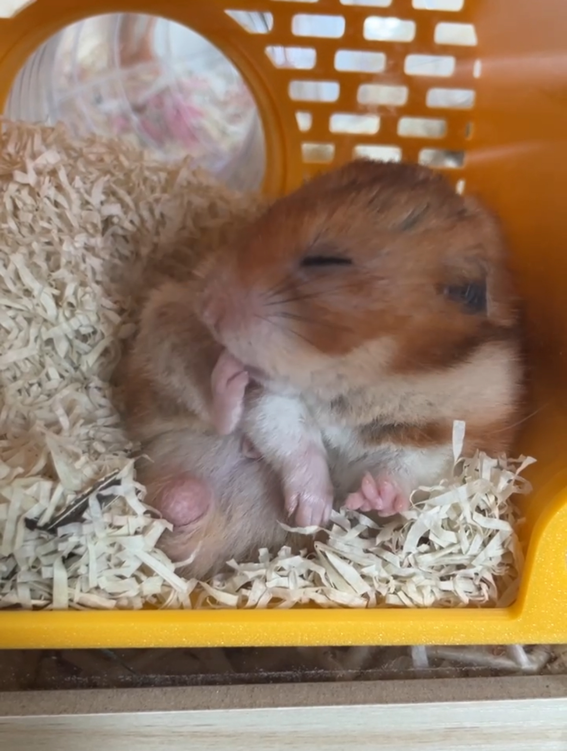 온햄이가 떠났어요