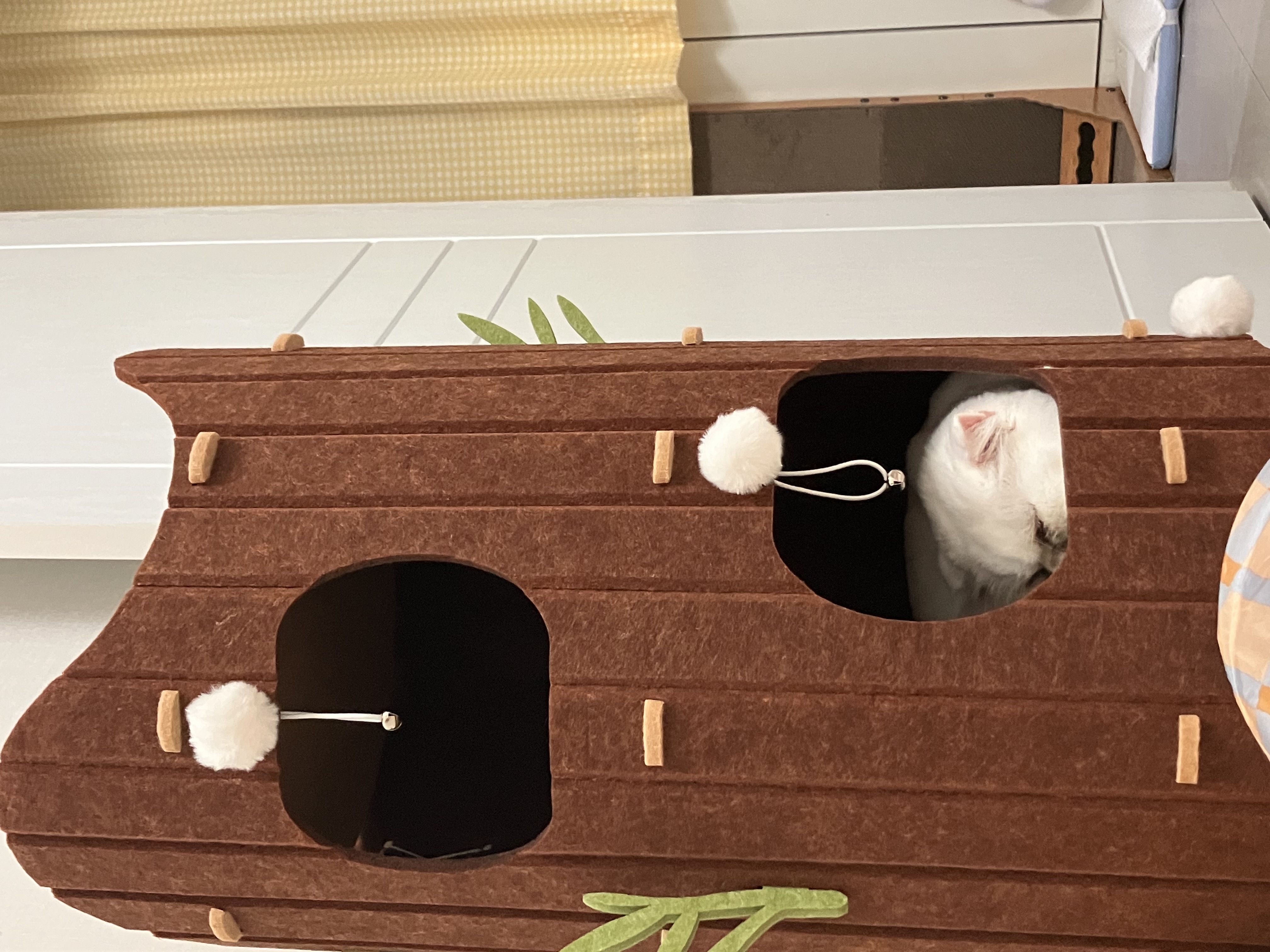 샤브(퉁퉁이)와의 1년