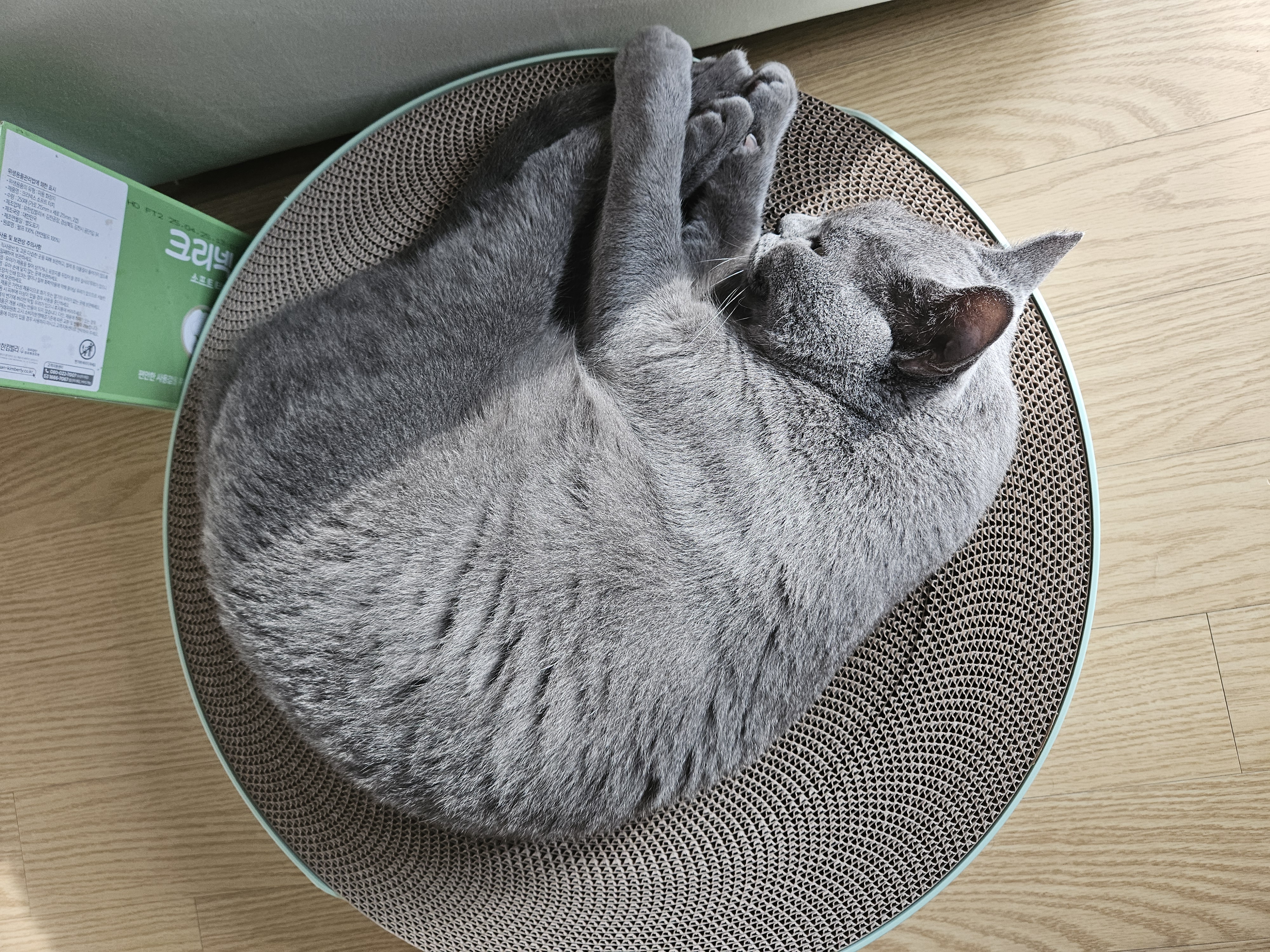 페이(구 페퍼) 입양 1주차 후기