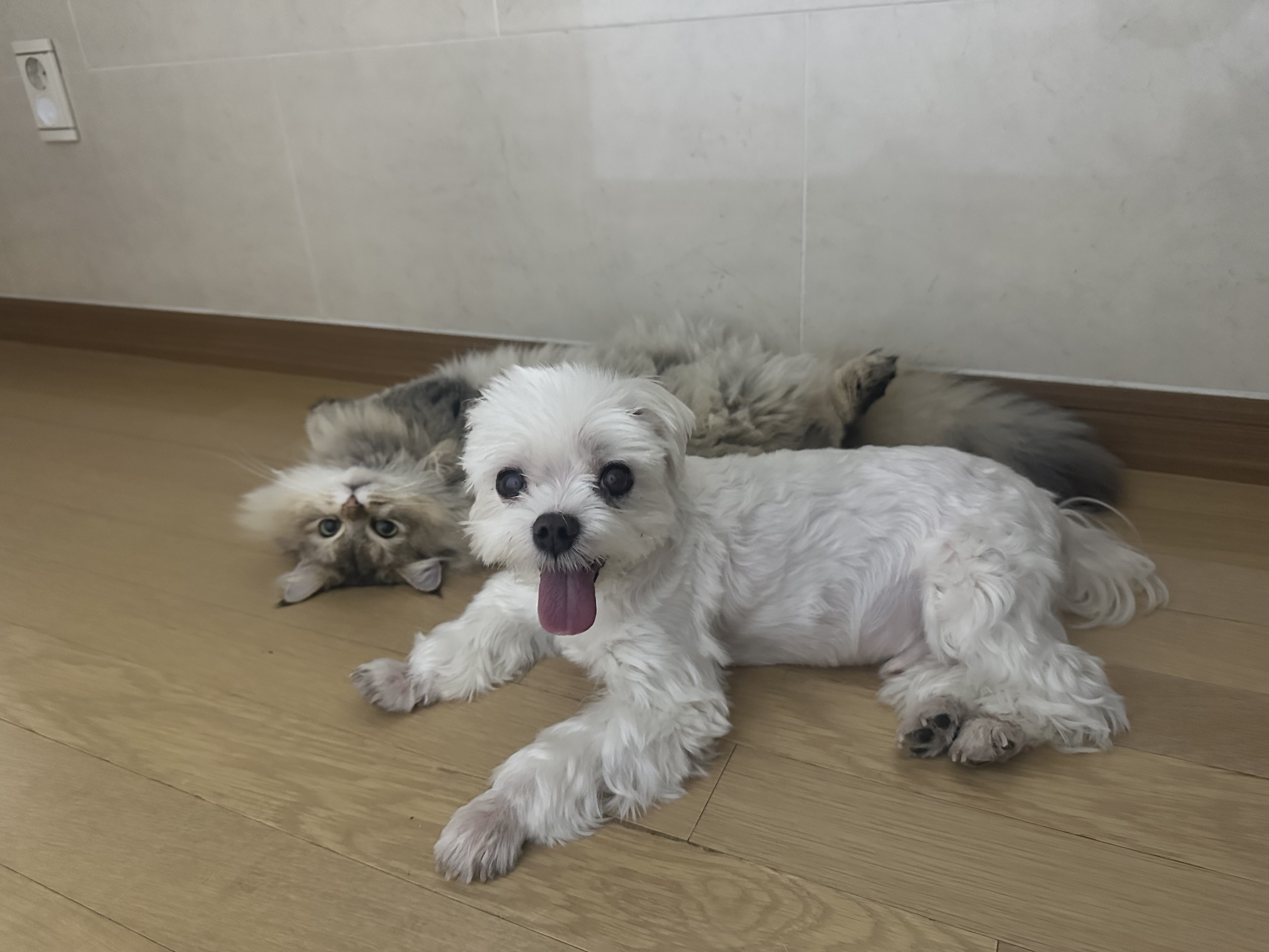 비비 입양 3개월차 후기입니당🫶