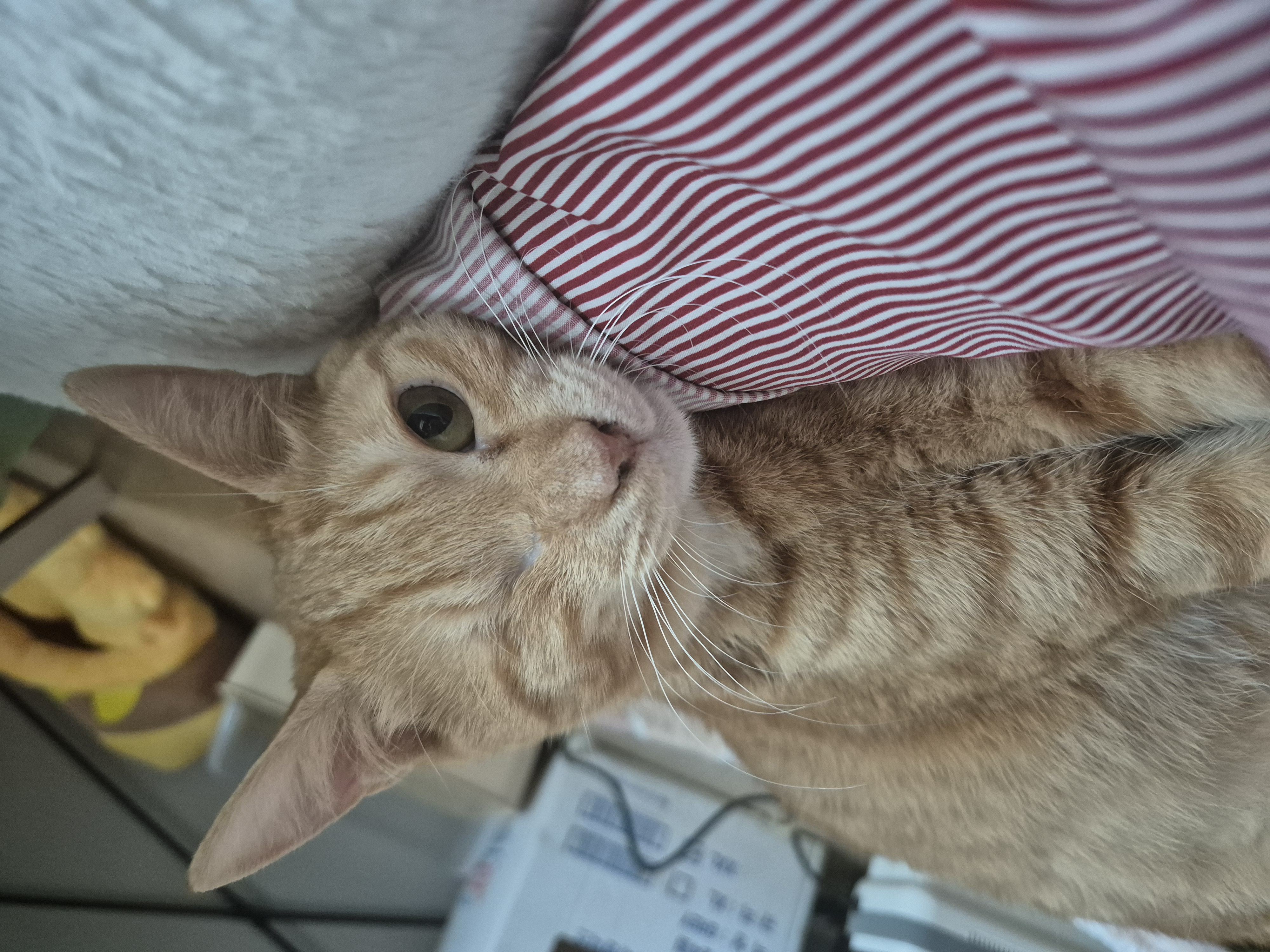 몽룡이가 된 소운이 입양 일주일차