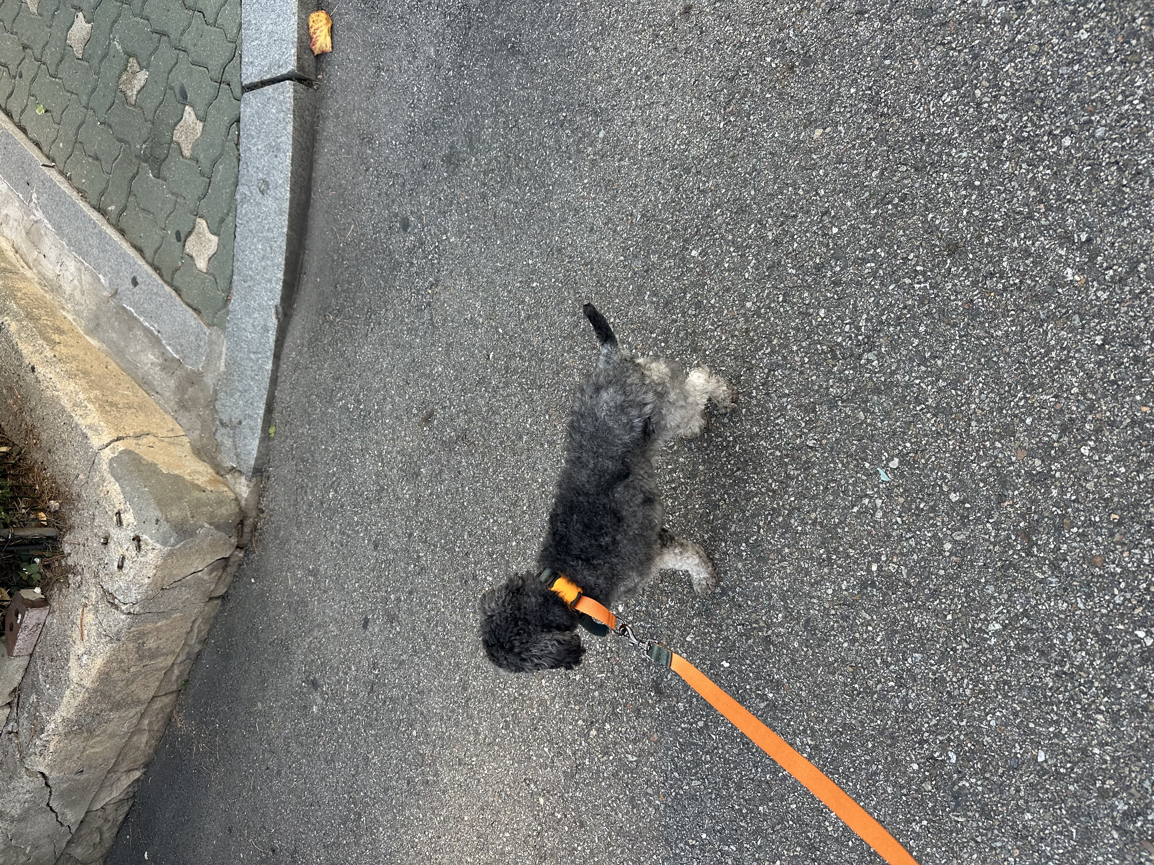 보미 입양 한달차