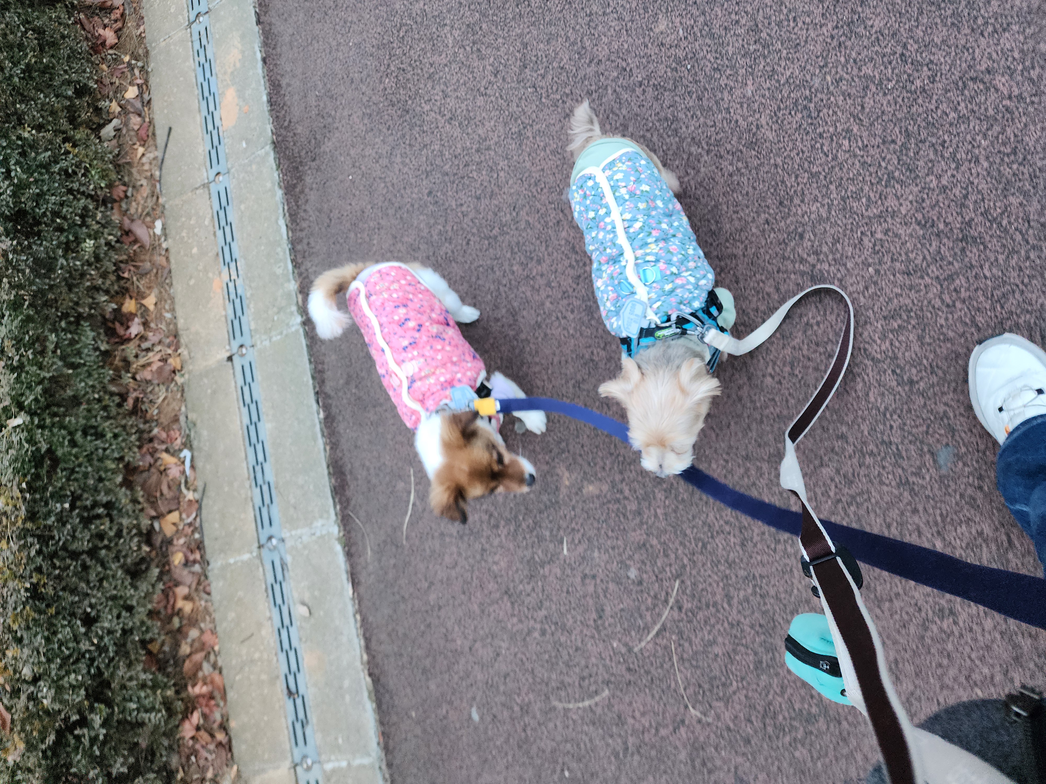 프림이와 루키(구_첼로)의 요즘 일상