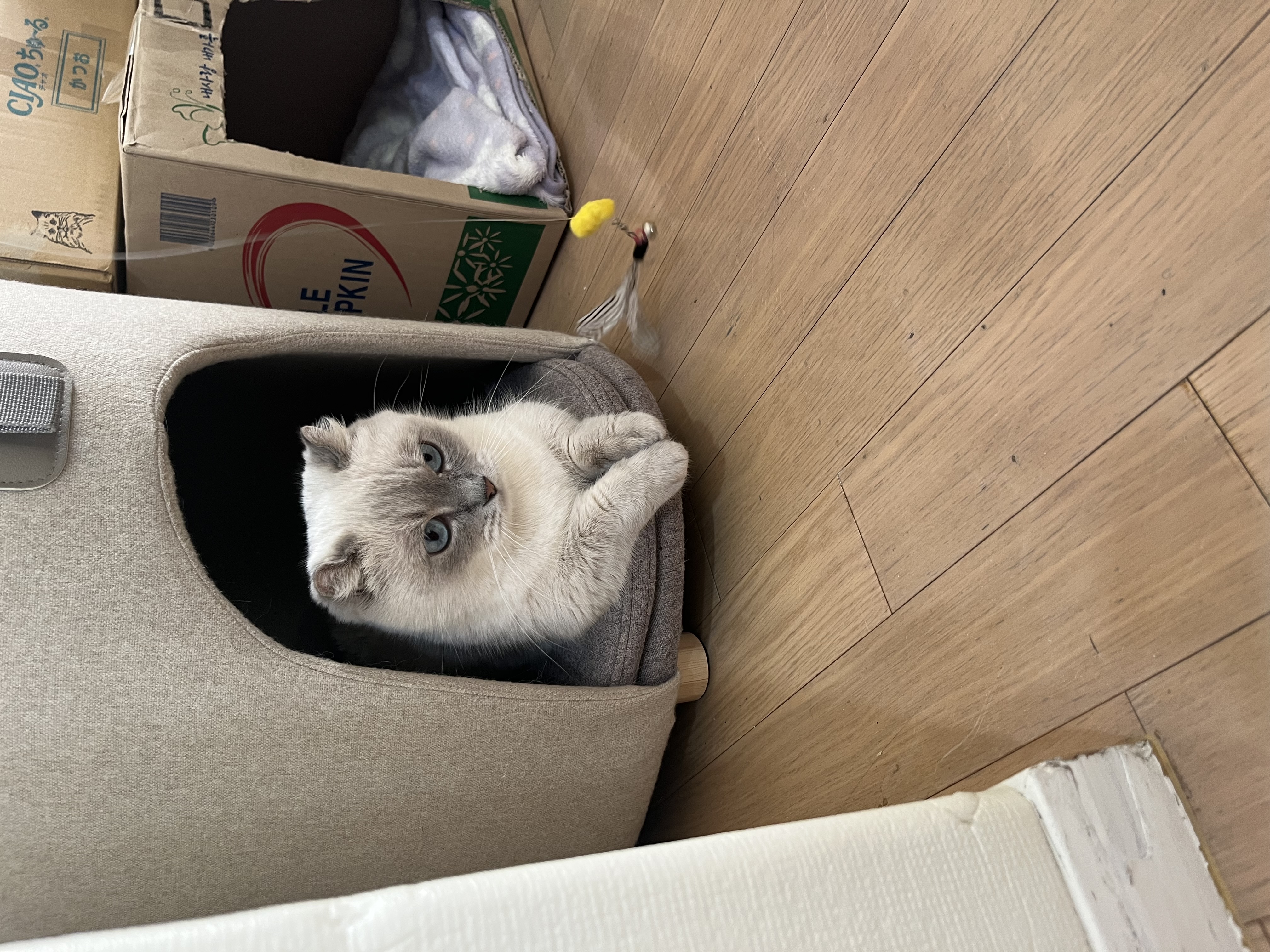 임시보호 한달후 가족이된 하츄(버찌)