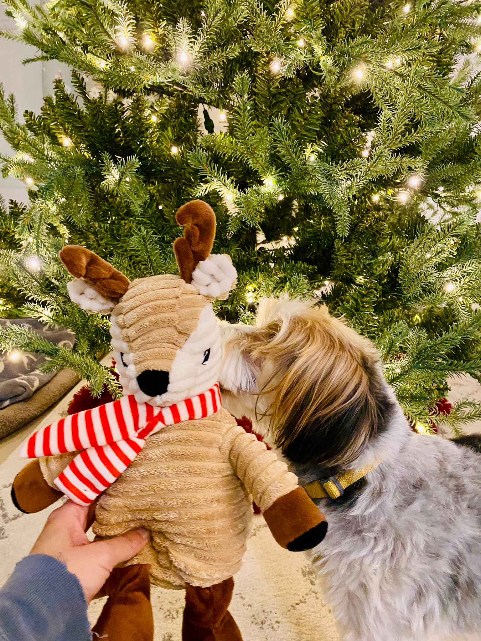 [해외입양] 캐나다 밴쿠버에서 전해온 '다정이' 소식💌