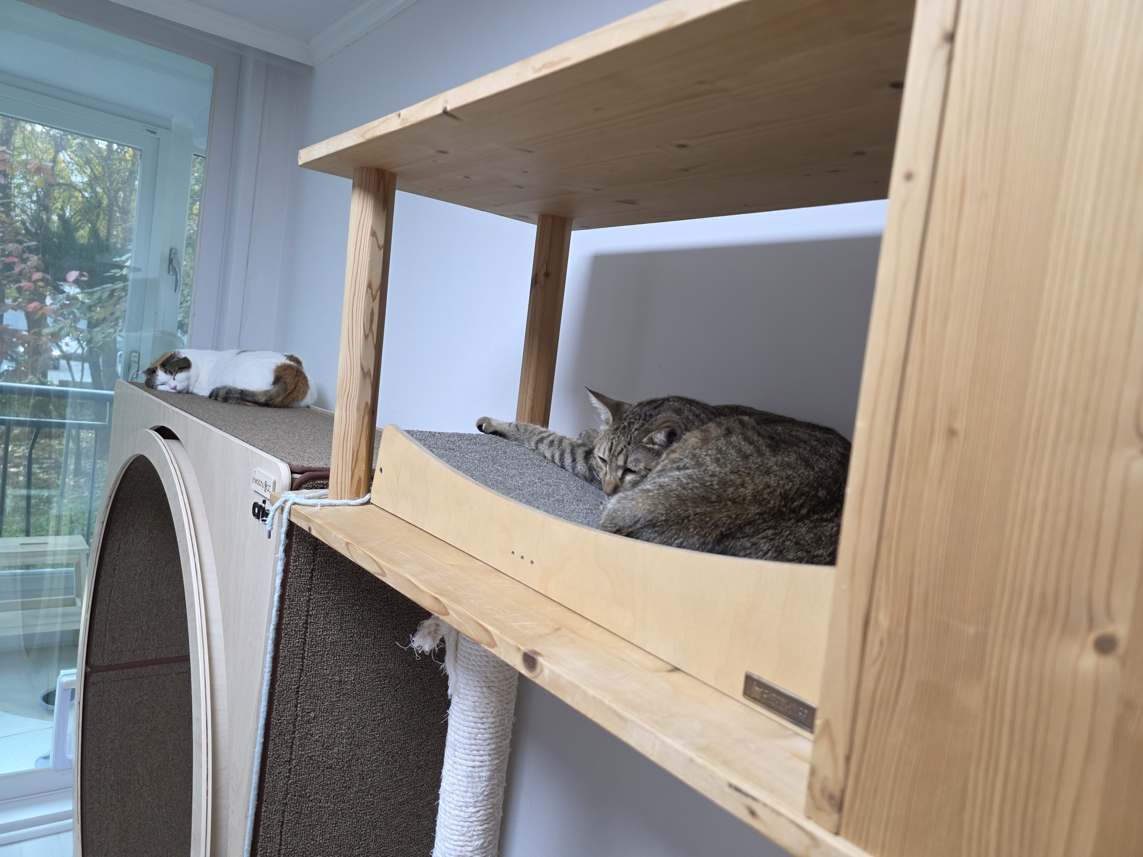 하늬(홍순이) 입양2년