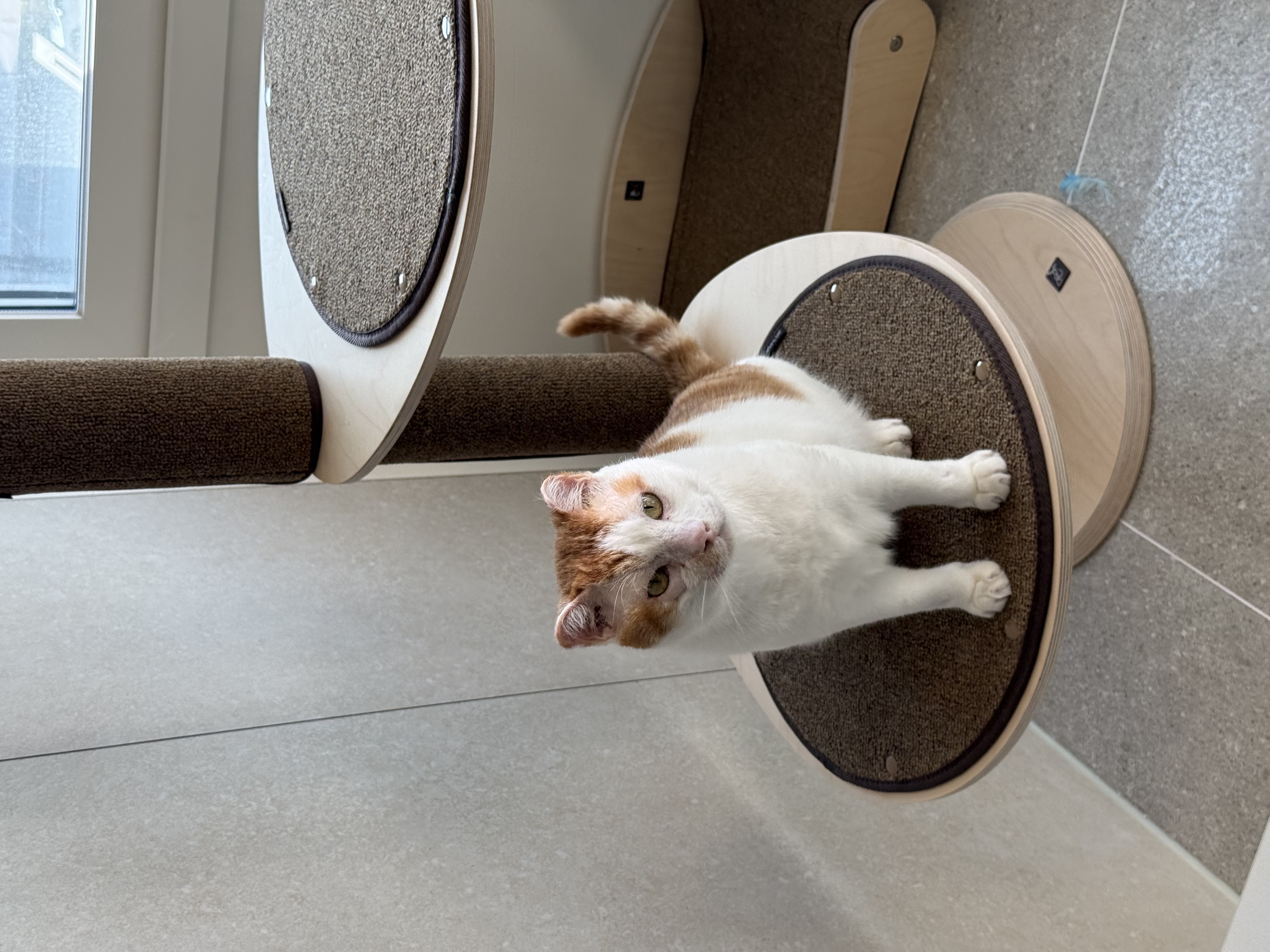 온샘이 입양 한달차 후기