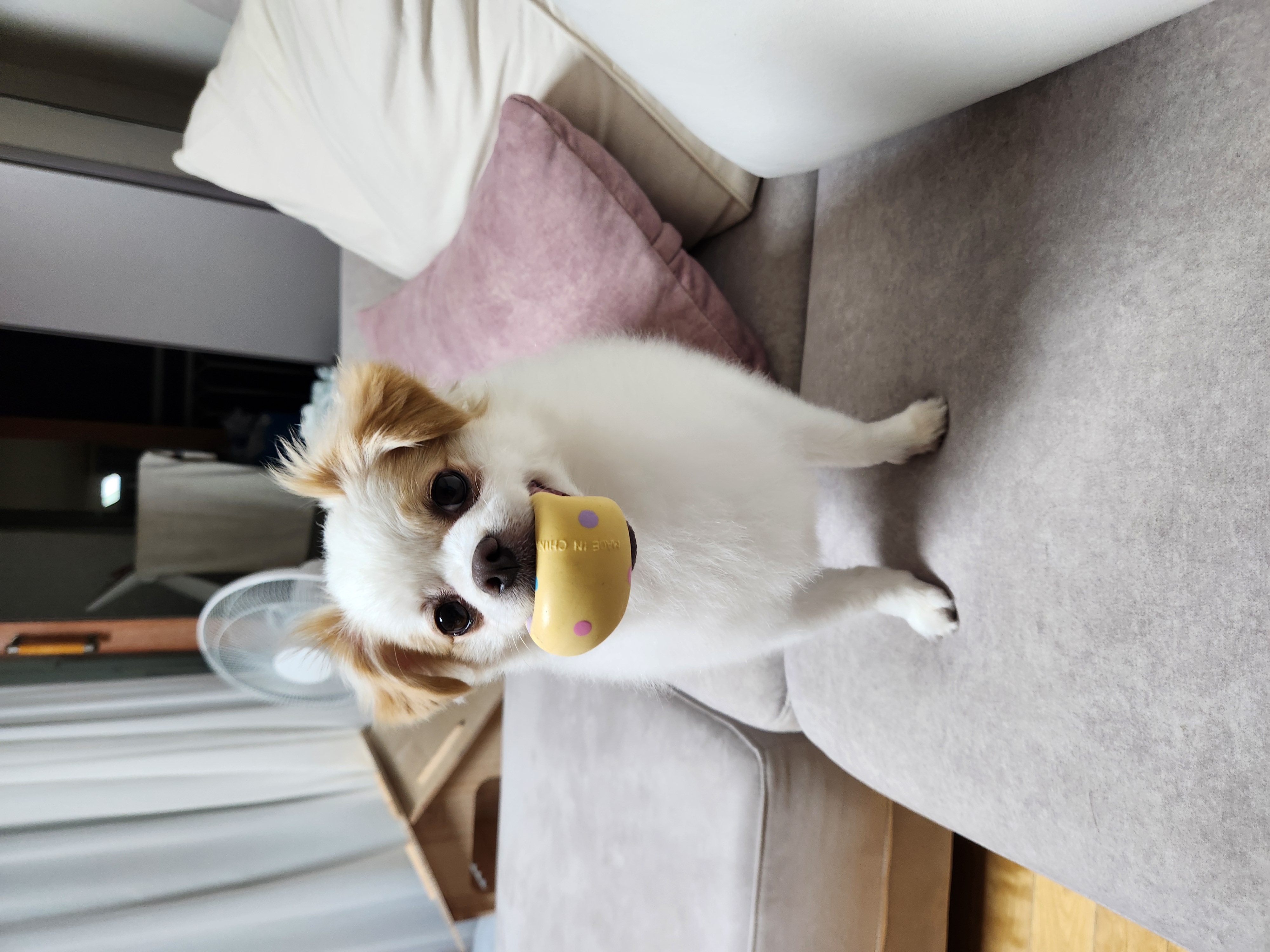 (입양전)투투.(입양후)쭌이