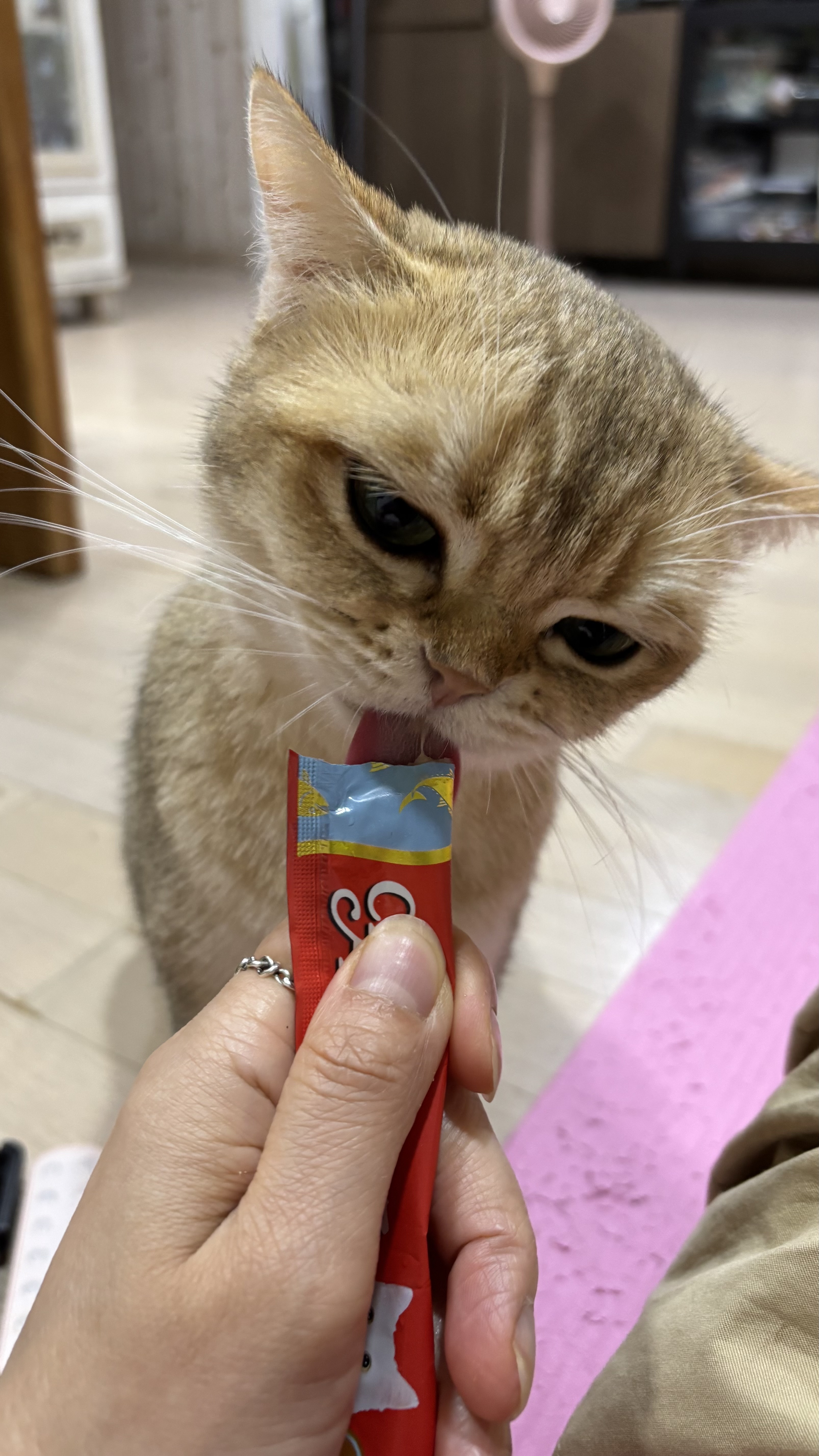 따랑스런 쩨리와의 동거 한달차~~~~