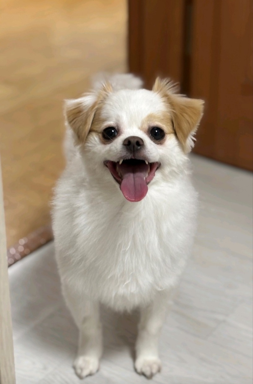 (입양전)투투.(입양후)쭌이