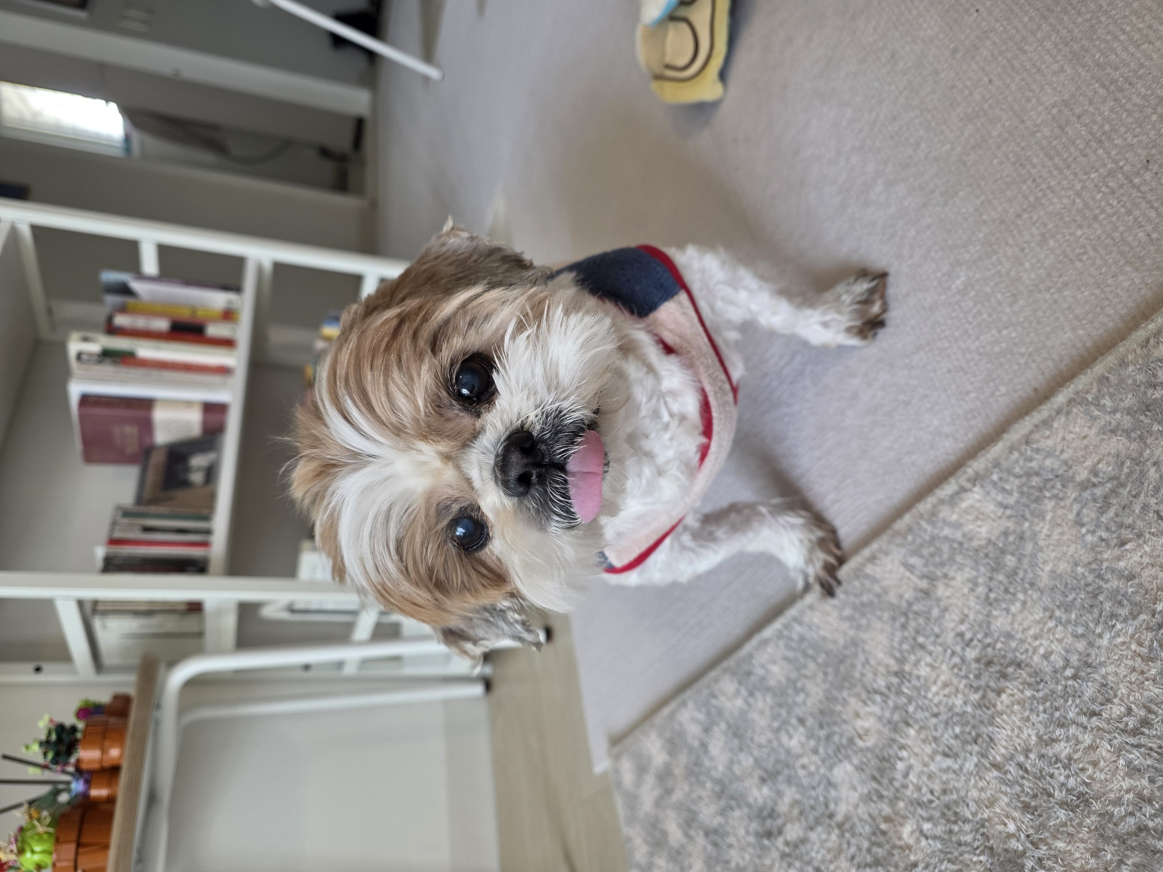 탱자탱구 5년차 후기