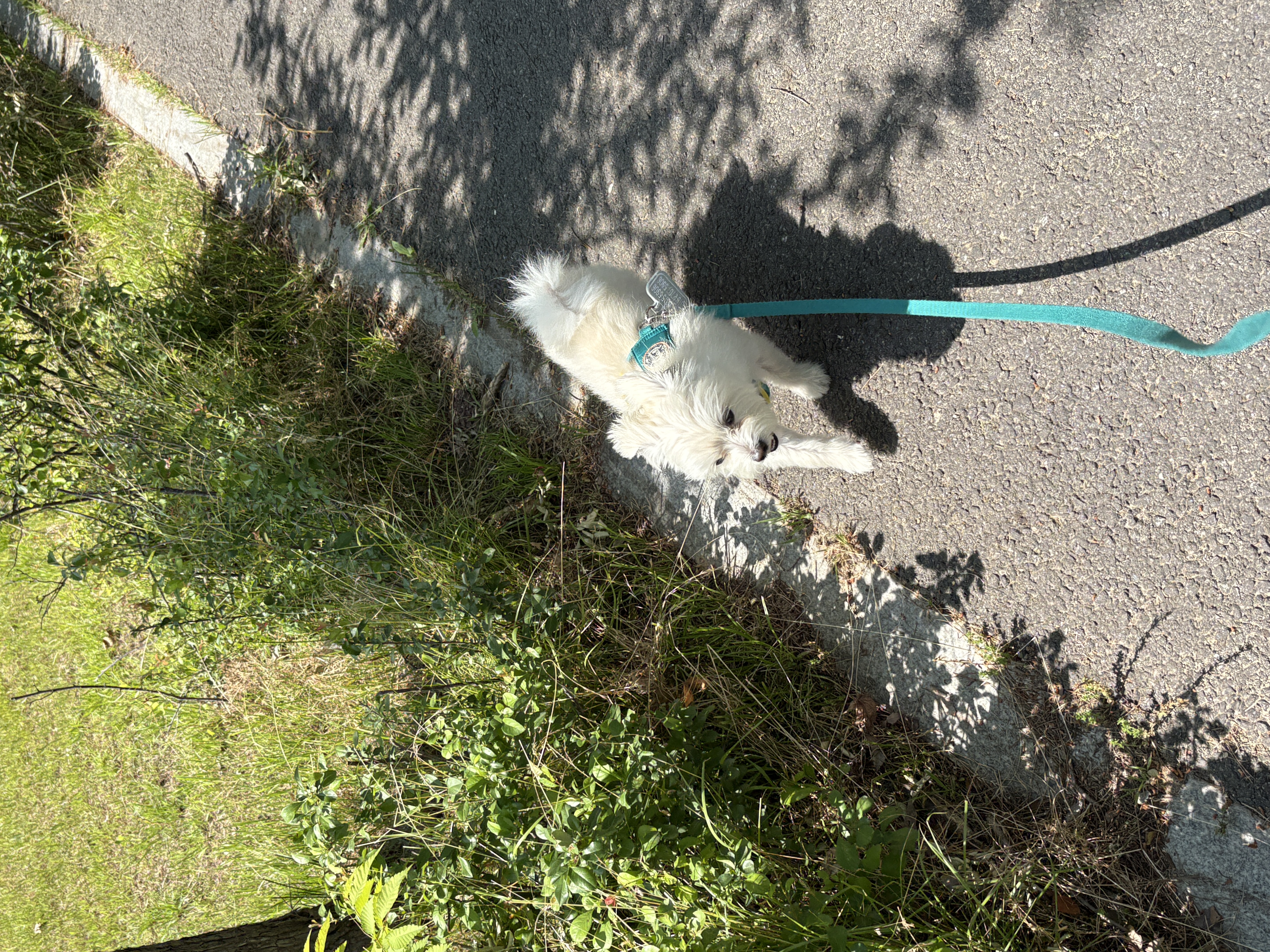 두리(소일이) 입양 3년차 이야기