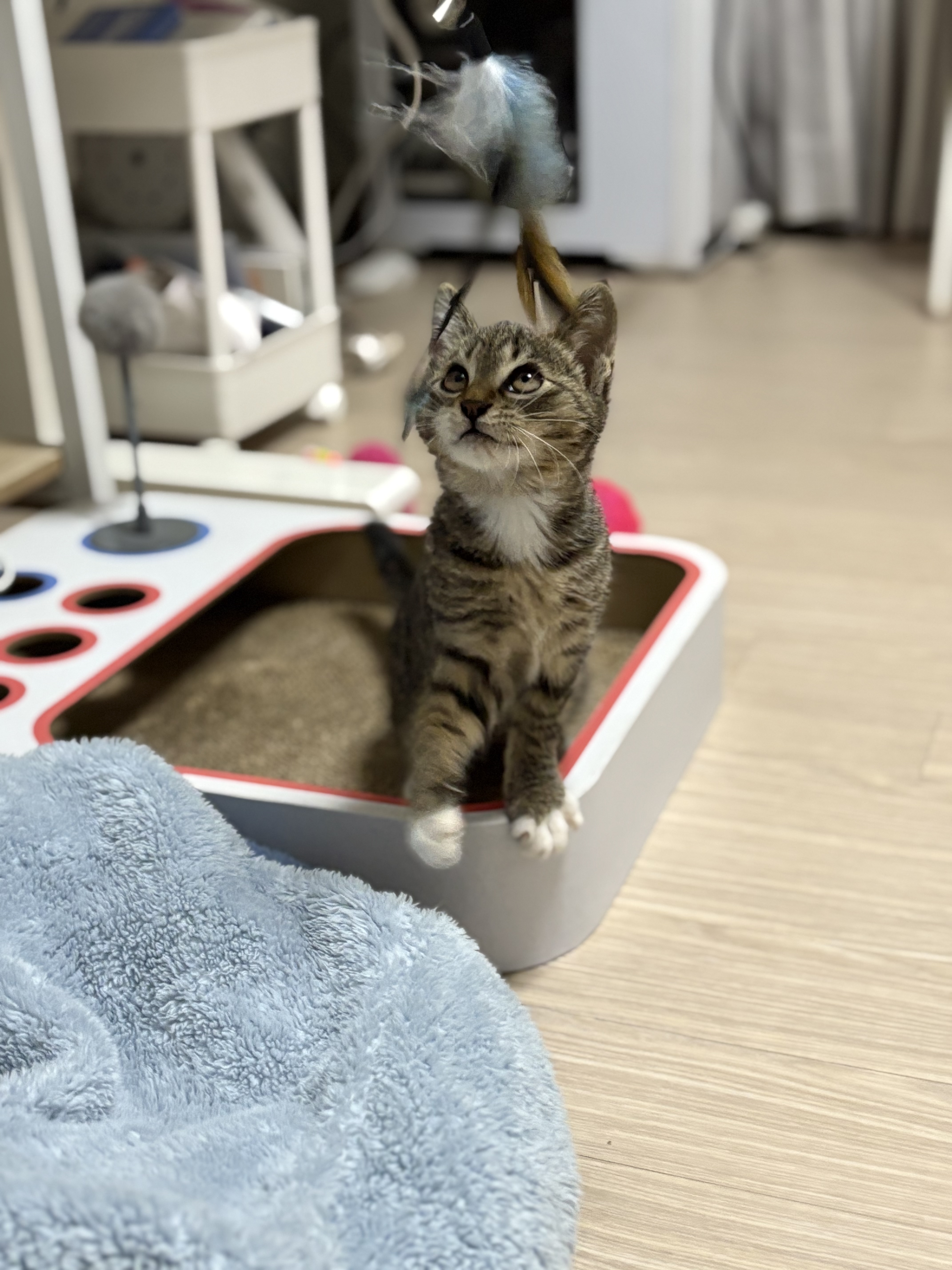 구 애옹 현 하리 입양 일주일차 후기