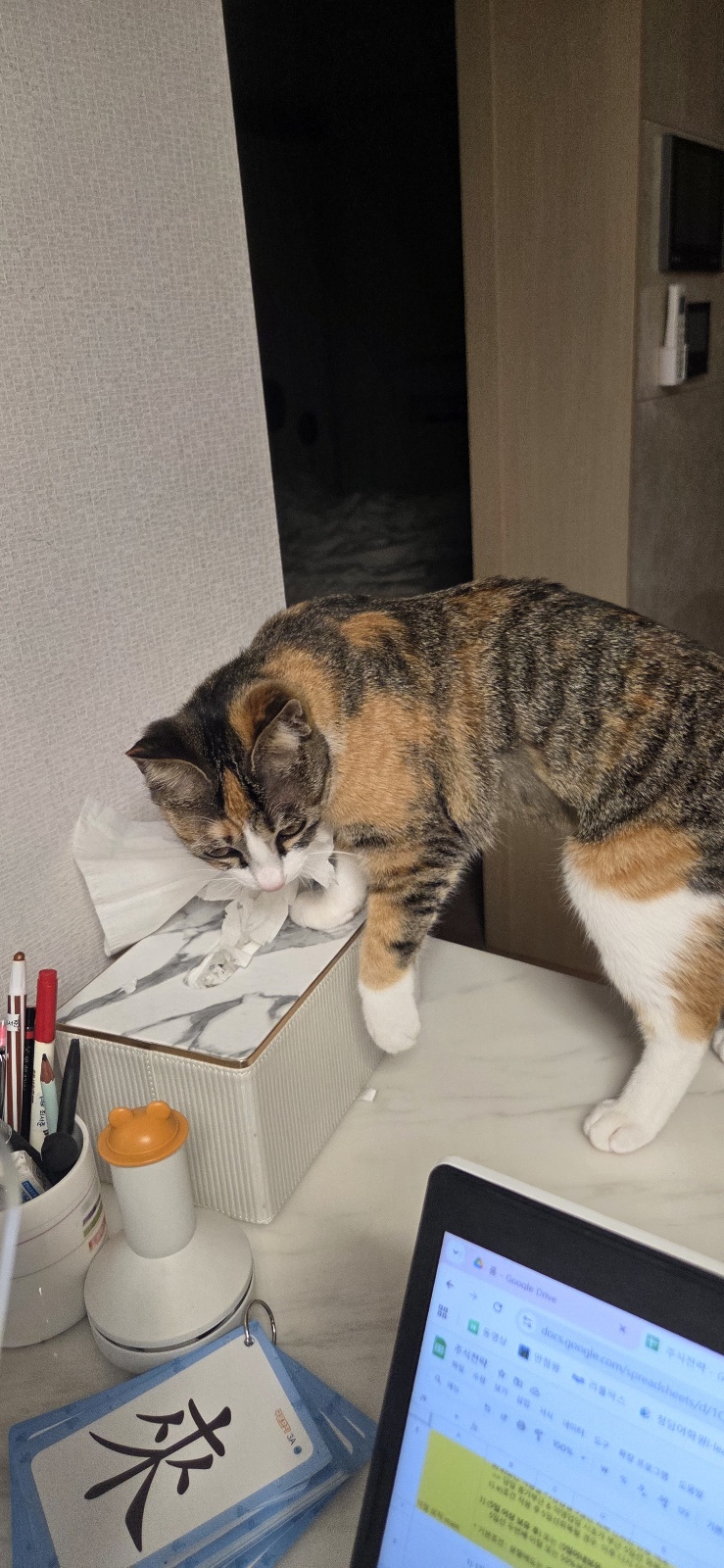 미르(구 중해)입양 한달 후기입니다