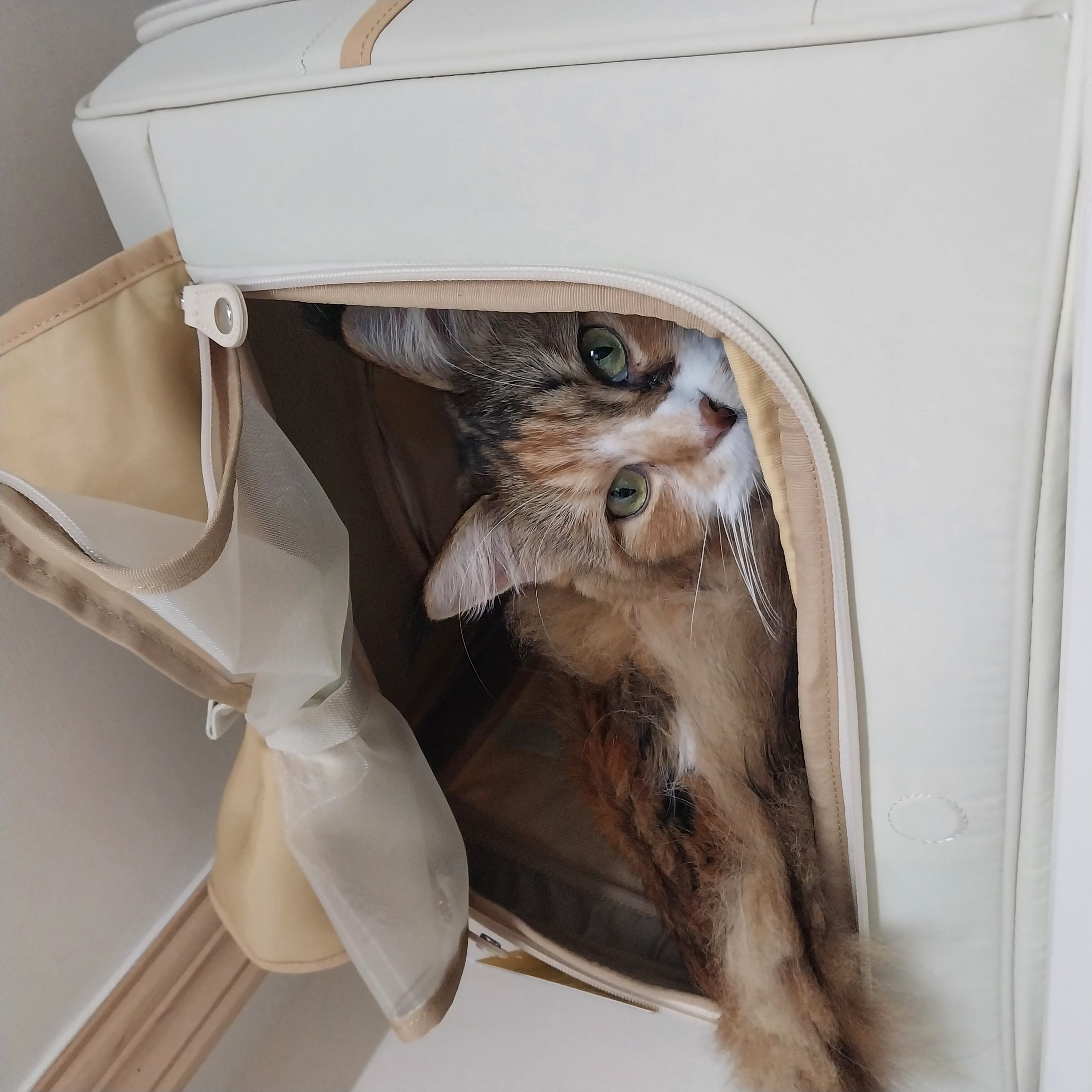 웨이 2년차 입양 후기