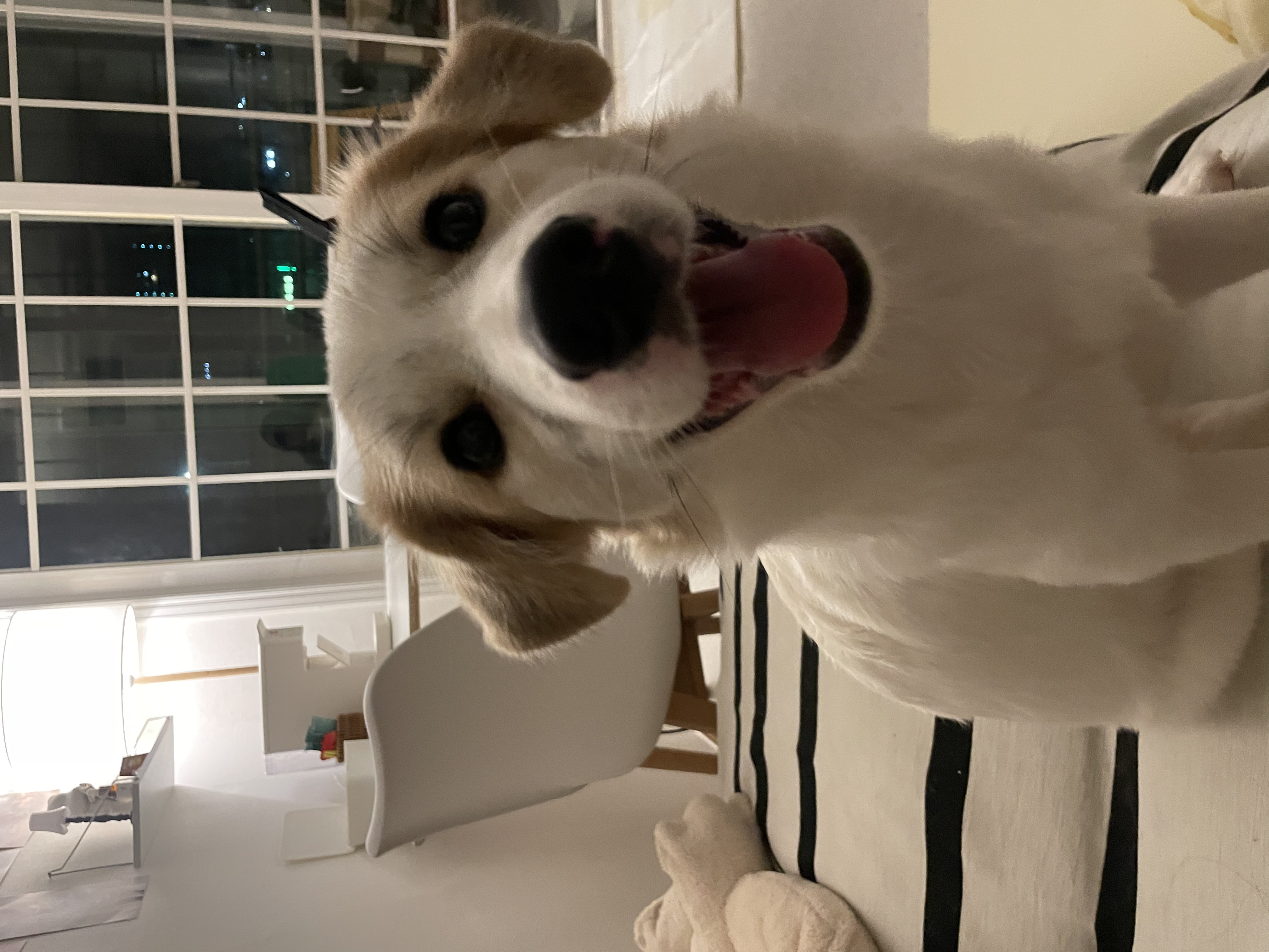 만복(모랑이) 근황입니다!