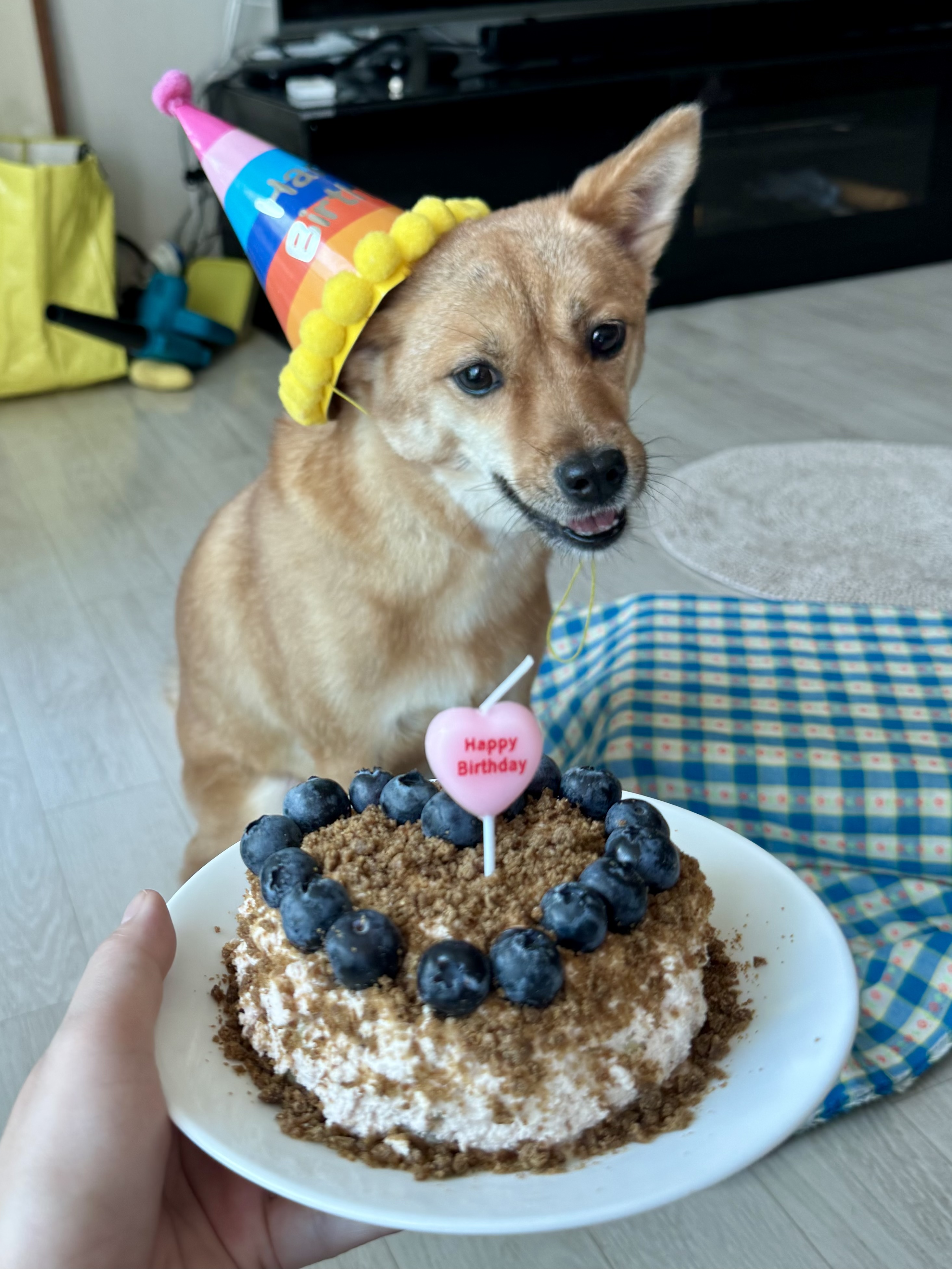 휘영이 입양 1년 후기