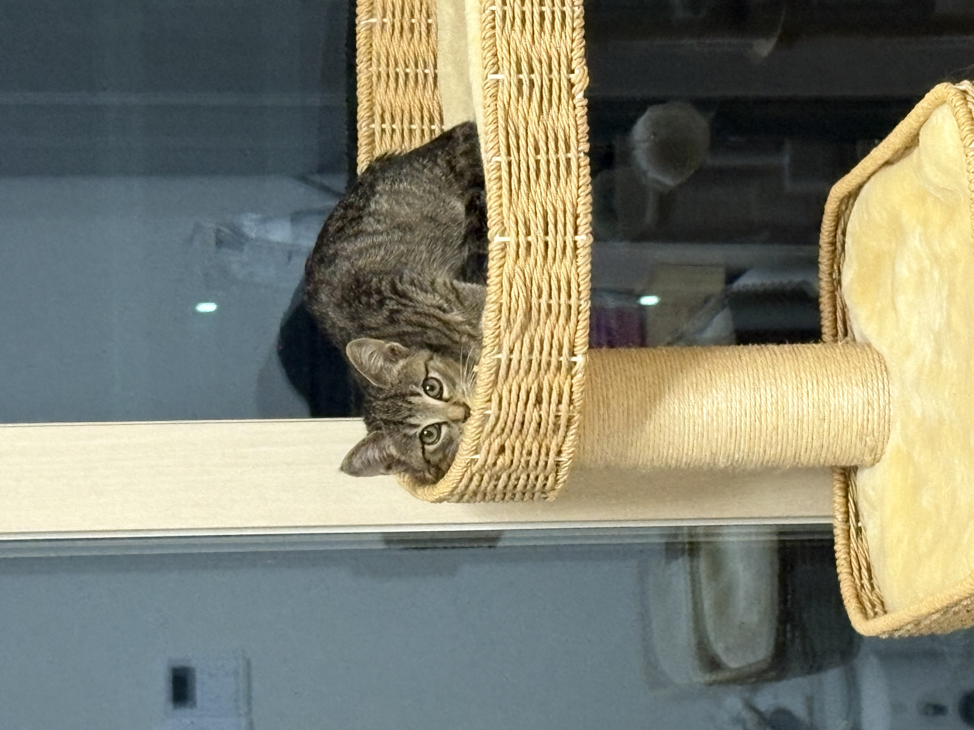 구 애옹 현 하리 입양 일주일차 후기