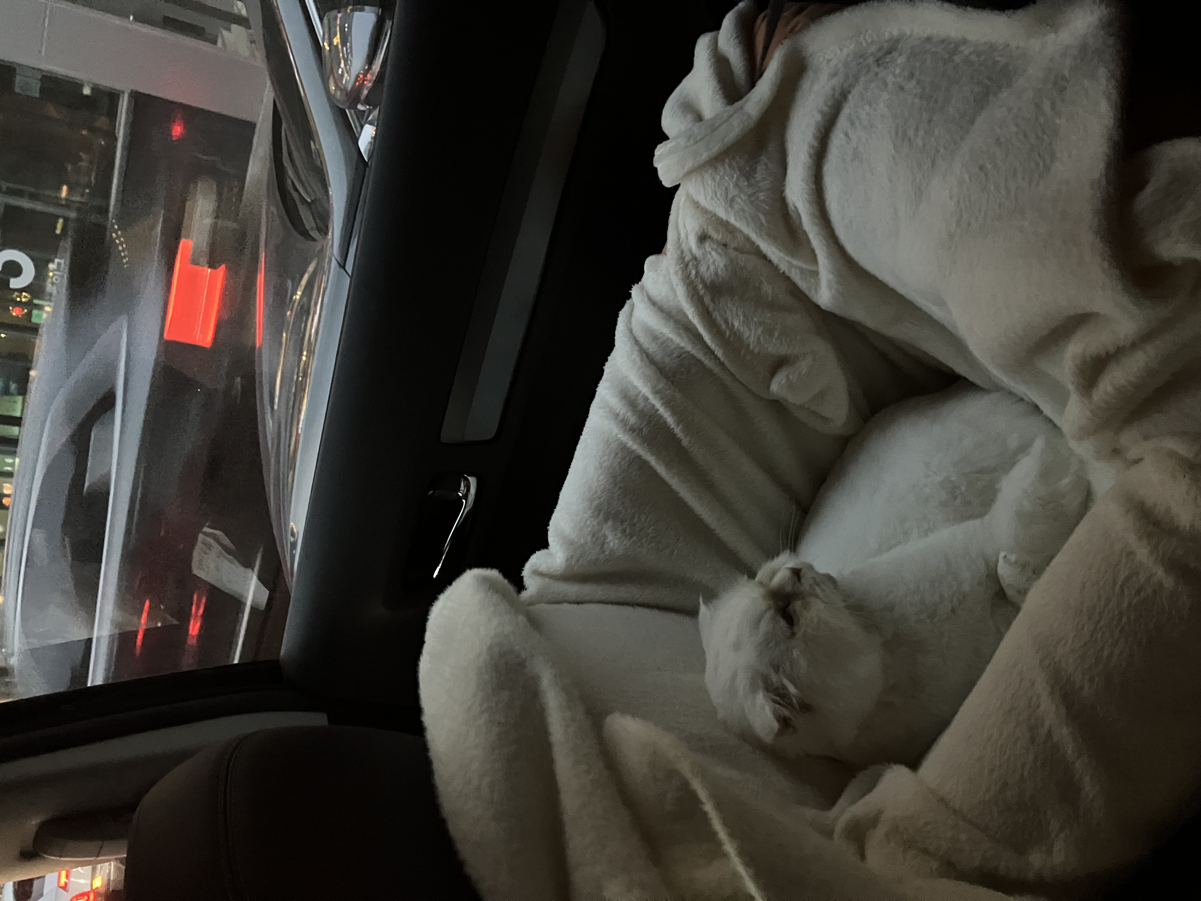 샤브(퉁퉁이)와의 1년