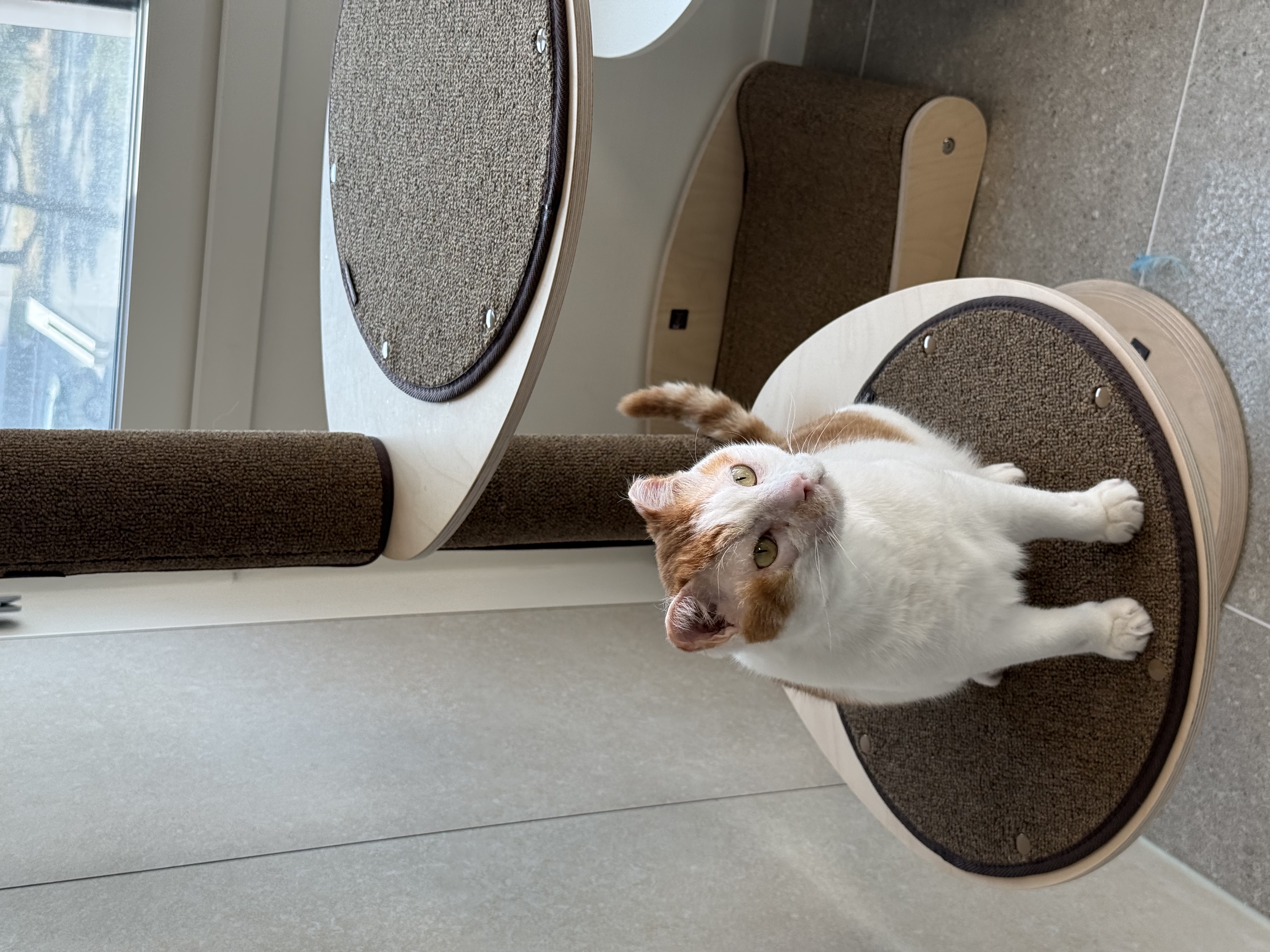 온샘이 입양 한달차 후기