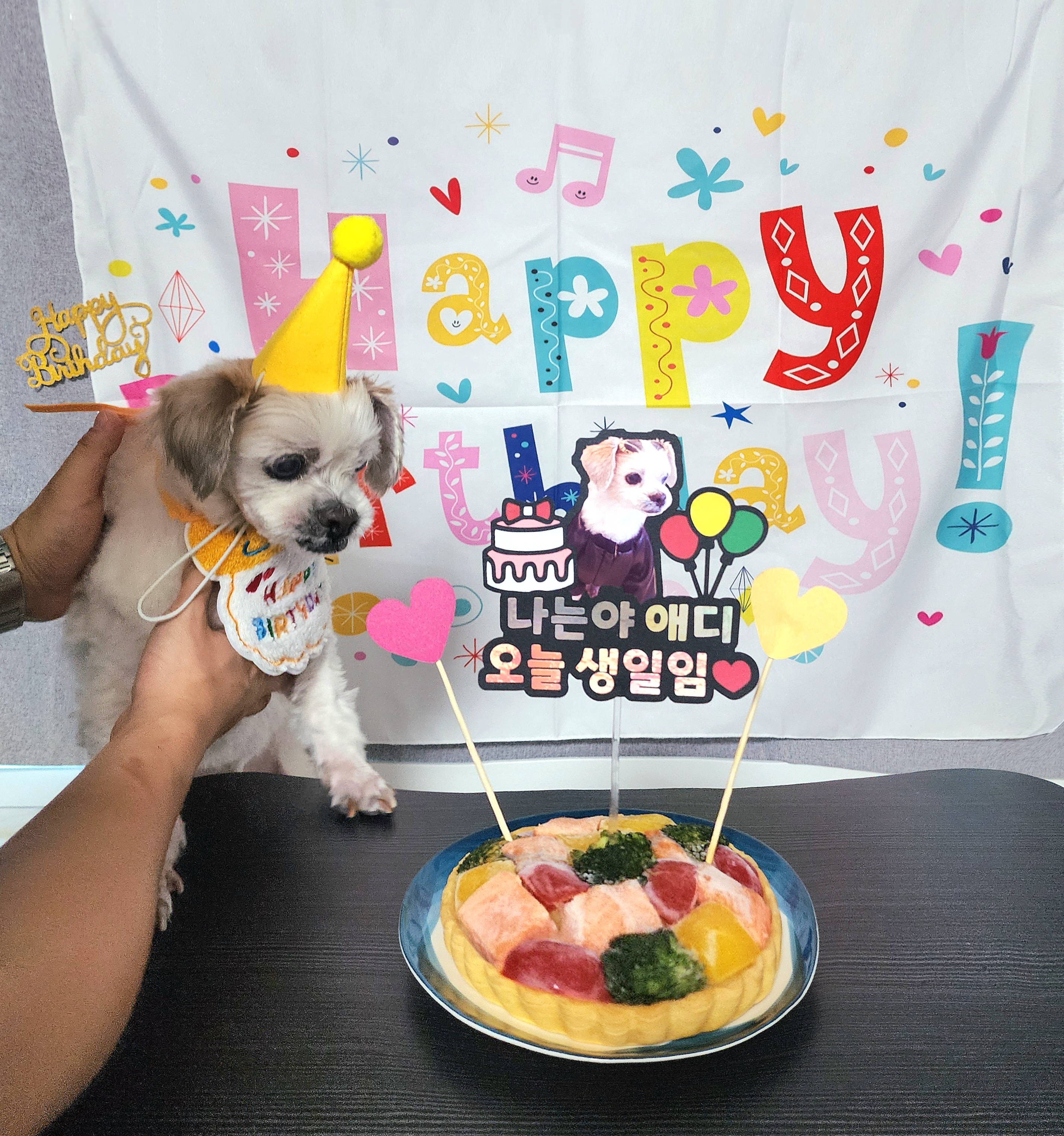 ♡ 애디 입양후기 (前.착한이) ♡