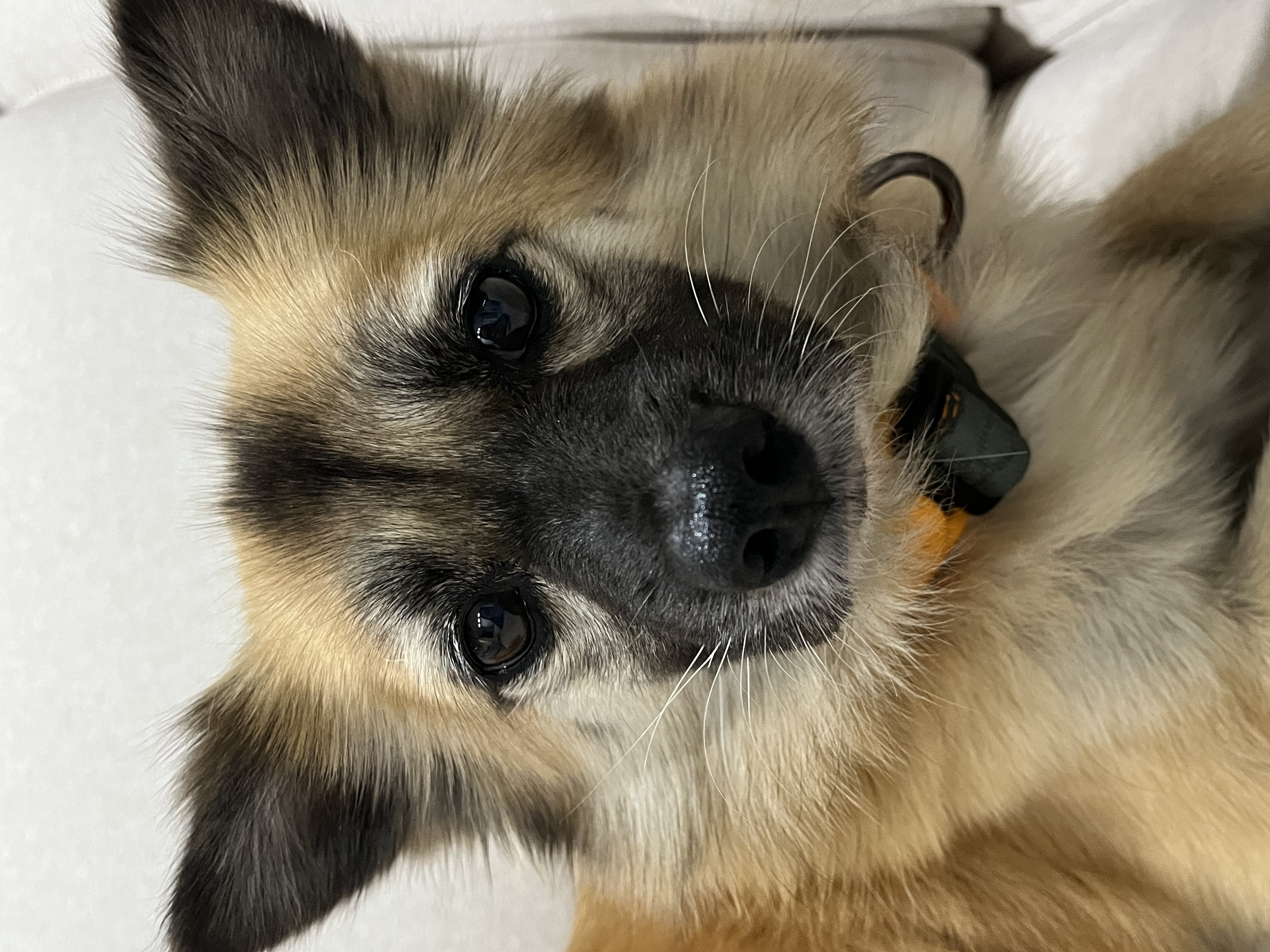 케일이의 첫 집생활